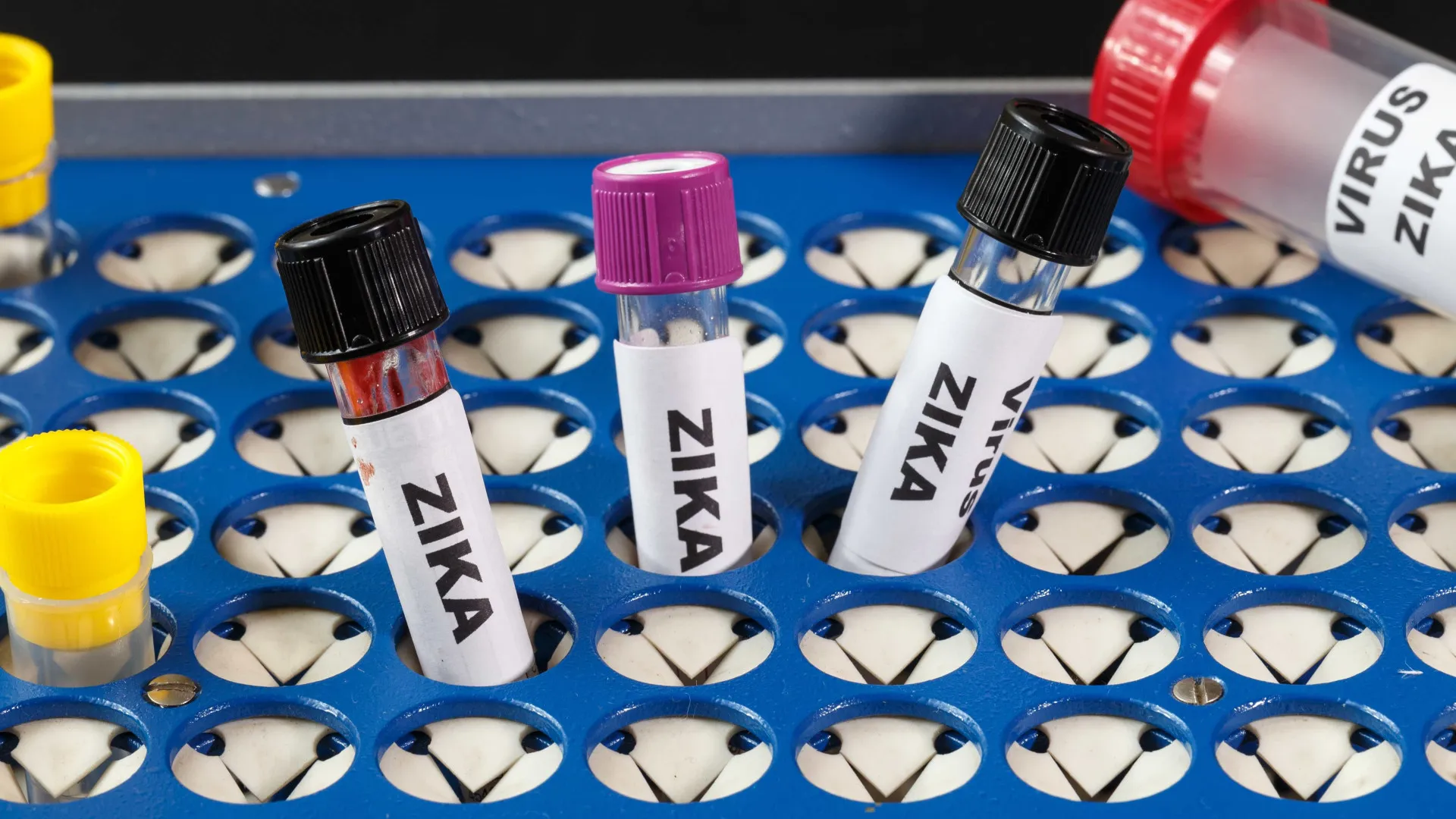 Vacinas em estudo contra o zika vírus esbarram em desafios na fase clínica