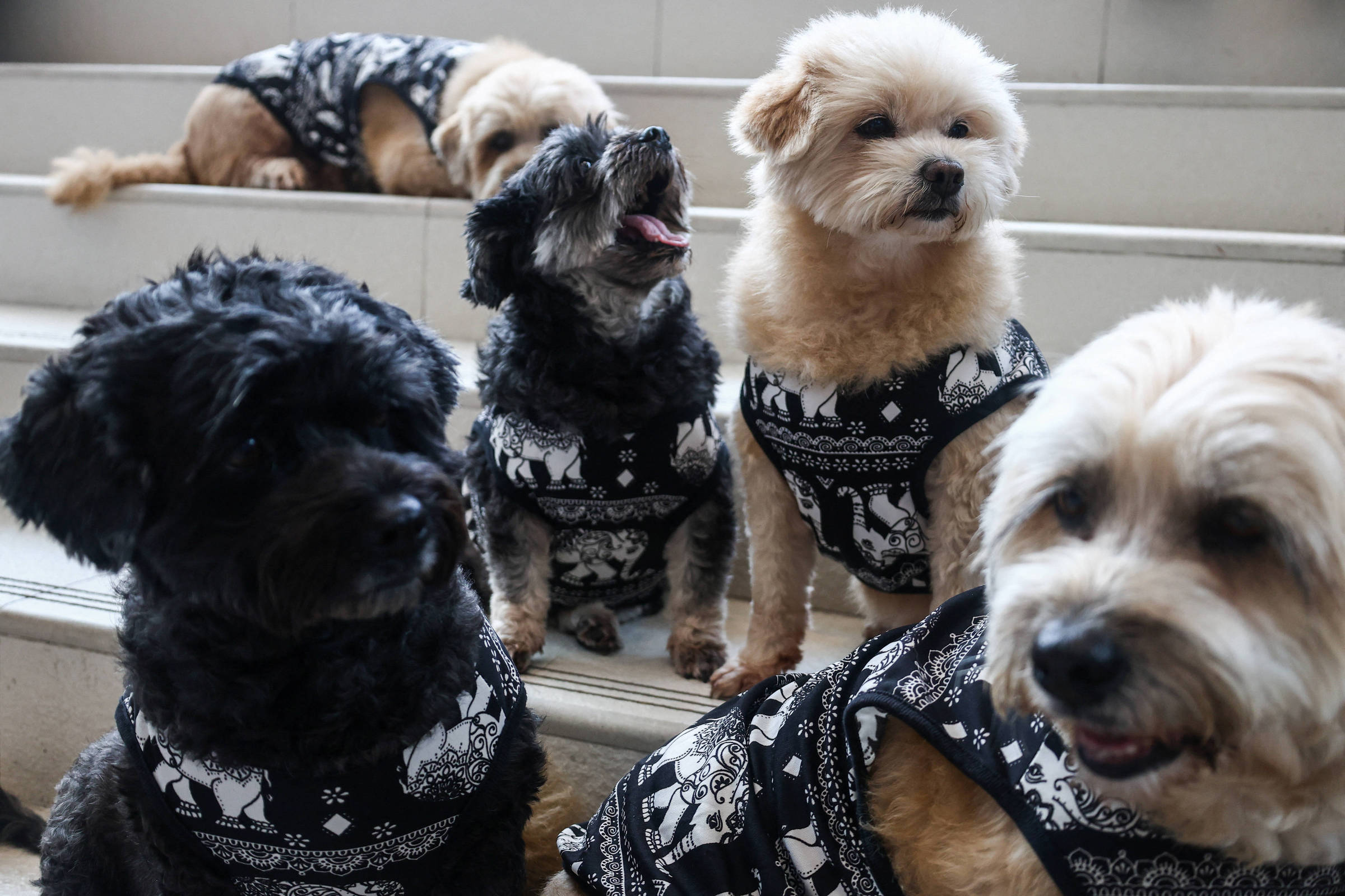 A imagem mostra quatro cães sentados em uma escada. Eles estão usando camisetas pretas com estampas brancas. Os cães têm pelagens de diferentes cores: um é preto, outro é marrom claro, um terceiro é um tom mais claro e o último é um pouco mais escuro. Os cães estão em diferentes posições, com alguns olhando para a câmera e outros em ângulos variados.
