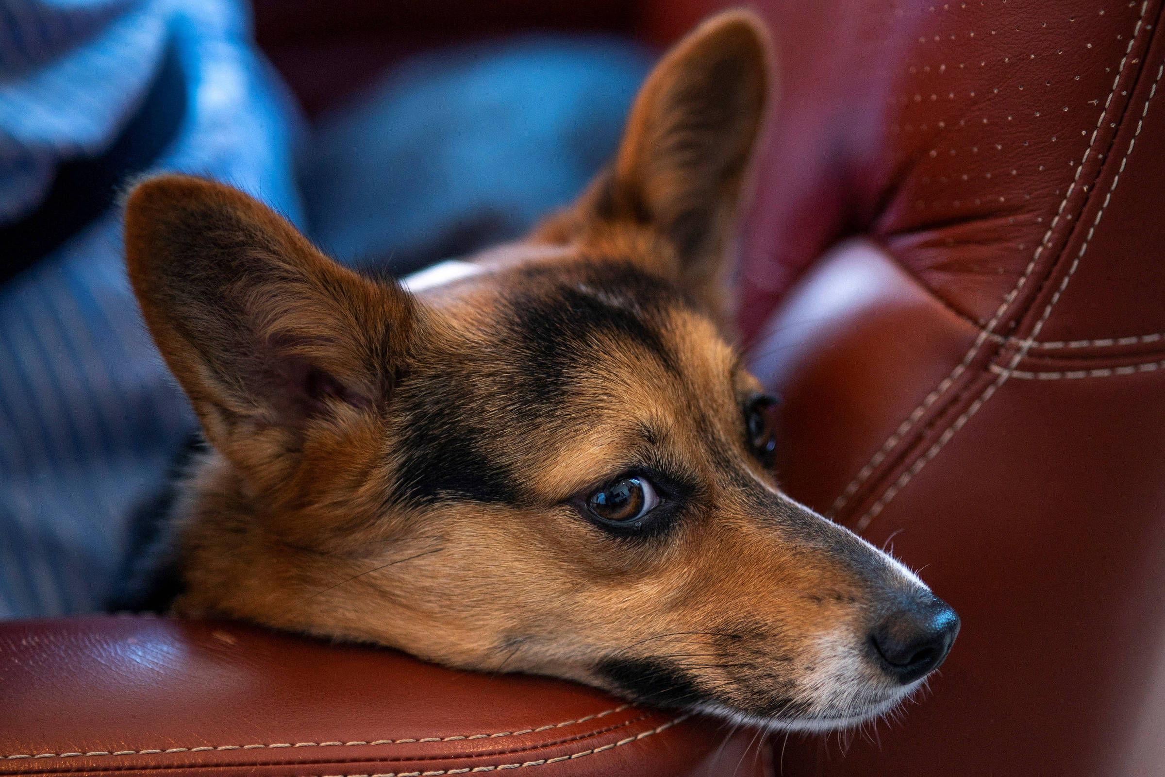 Um cachorro da raça Corgi está deitado em um sofá de couro marrom. O animal tem o focinho apoiado no braço do sofá e parece estar relaxado. A iluminação é suave, destacando os detalhes do pelo do cachorro, que é predominantemente marrom com manchas pretas e brancas. Ao fundo, é possível ver uma parte de uma pessoa com uma camisa listrada azul.