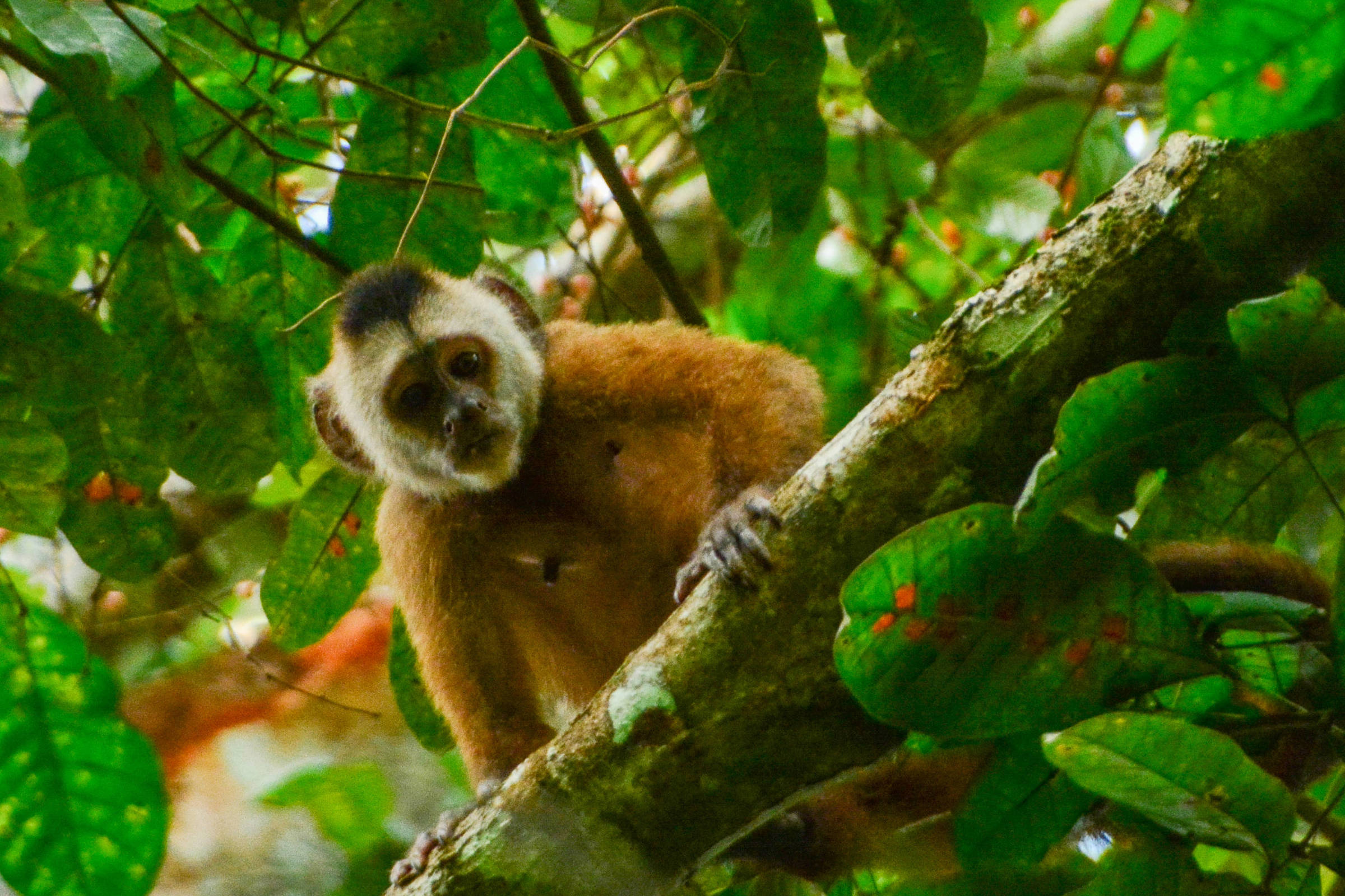 Um macaco está posicionado em um galho de árvore, cercado por folhas verdes. O animal tem pelagem clara e um rosto expressivo, com um olhar curioso. O fundo é composto por uma densa folhagem, criando um ambiente natural e tropical.