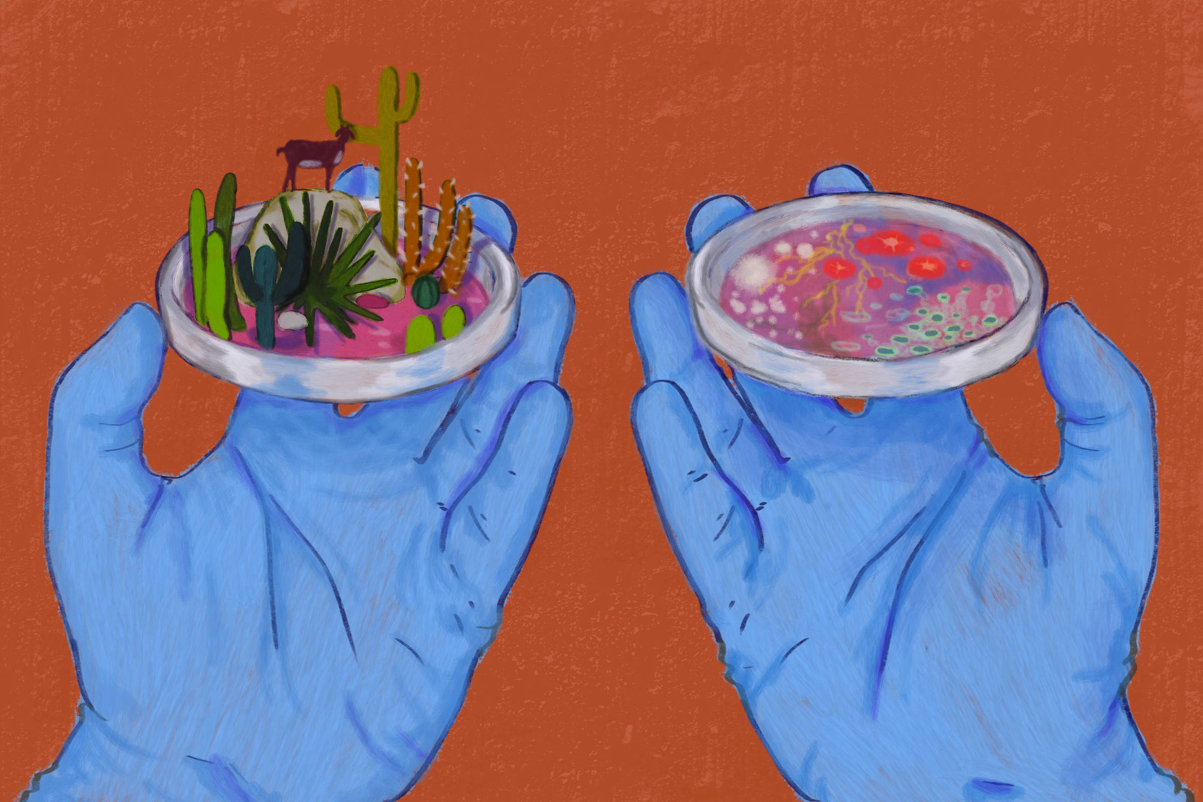 A imagem mostra duas mãos azuis, usando luvas, segurando duas placas de Petri. A placa à esquerda contém uma representação de plantas e cactos em um fundo rosa, enquanto a placa à direita apresenta uma mistura de cores e formas que lembram culturas microbiológicas em um fundo colorido. O fundo da imagem é de uma cor laranja sólida.
