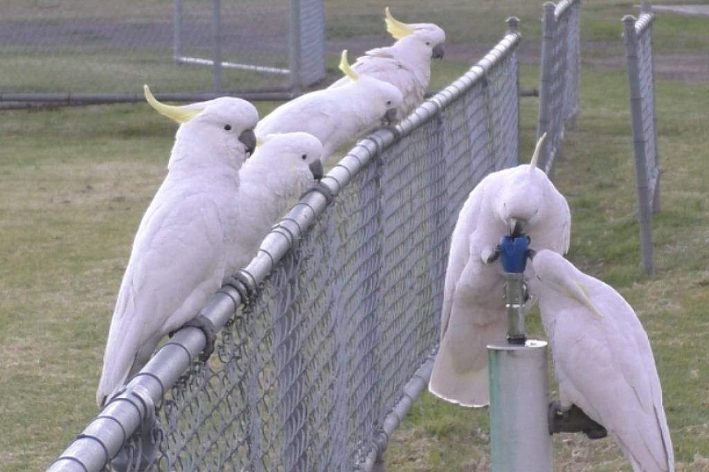 A imagem mostra um grupo de pássaros brancos, possivelmente cacatuas, empoleirados em uma cerca de metal. Eles estão alinhados ao longo da cerca, com um pássaro se aproximando de um bebedouro. O fundo é um campo verde com uma área cercada ao fundo.