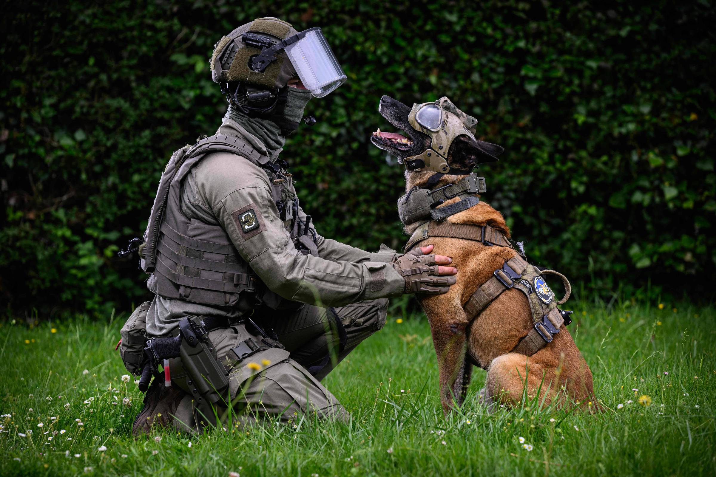 Um soldado em traje tático está agachado em um campo verde, interagindo com um cão de trabalho. O soldado usa um capacete com visor e um uniforme militar, enquanto o cão, que parece ser um pastor belga, está equipado com um arnês. O ambiente é natural, com grama e algumas flores ao fundo.