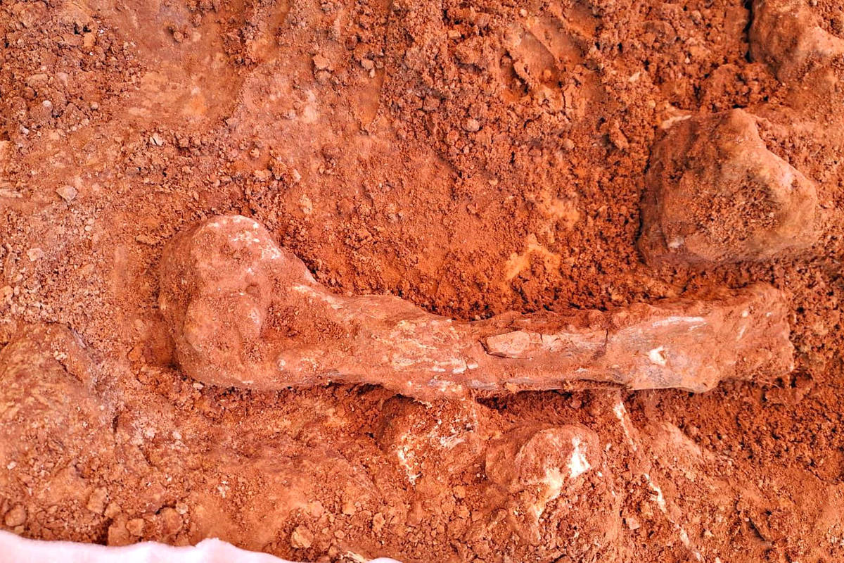 A imagem mostra um fóssil de osso exposto em um solo de terra marrom. O osso é longo e apresenta uma forma característica, com uma extremidade mais arredondada. Ao redor do osso, há pedaços de rocha e terra solta, indicando que o fóssil está sendo escavado. Ferramentas de escavação, como uma espátula, estão visíveis na parte inferior da imagem.