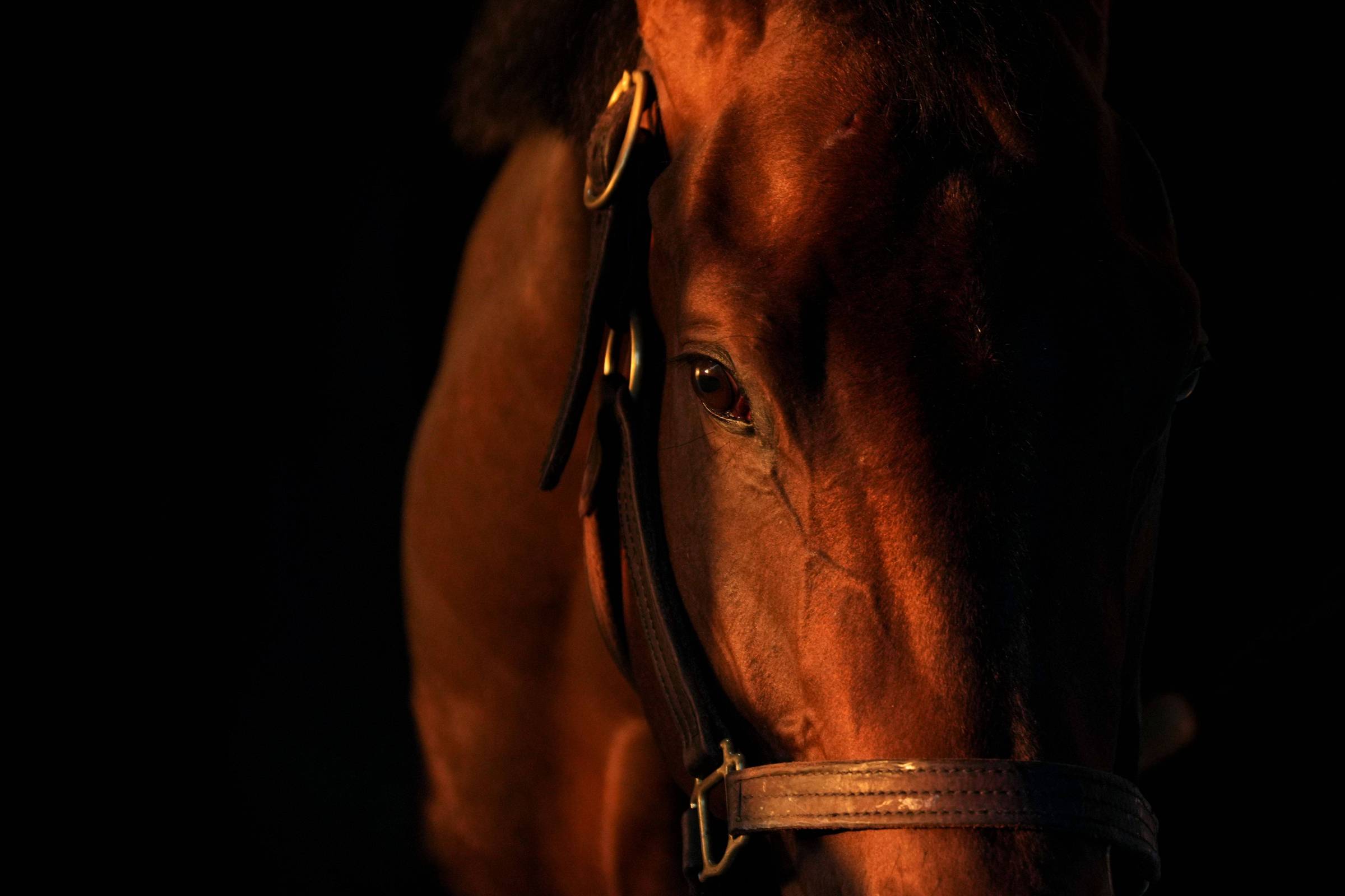 A imagem mostra a cabeça de um cavalo marrom em um fundo escuro. A iluminação destaca os contornos do rosto do cavalo, revelando detalhes como a pelagem e a expressão dos olhos. O cavalo está usando um cabresto de couro, que é visível na parte inferior da imagem.