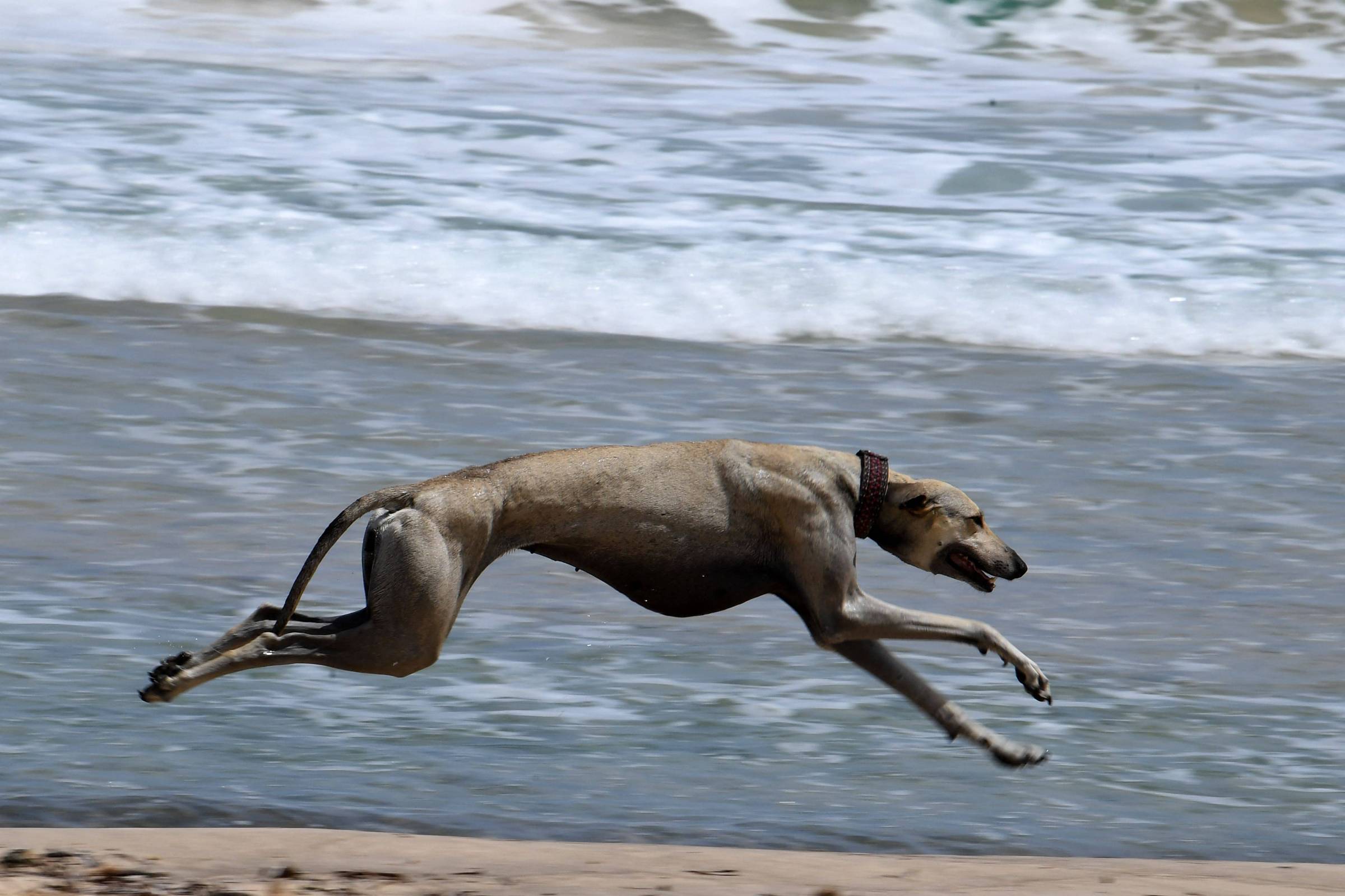Um cachorro está saltando sobre a areia da praia, com o mar ao fundo. A água está agitada e as ondas são visíveis. O cachorro tem um corpo esguio e está em movimento, com as patas dianteiras estendidas para frente e as traseiras para trás, capturando um momento de agilidade e liberdade.