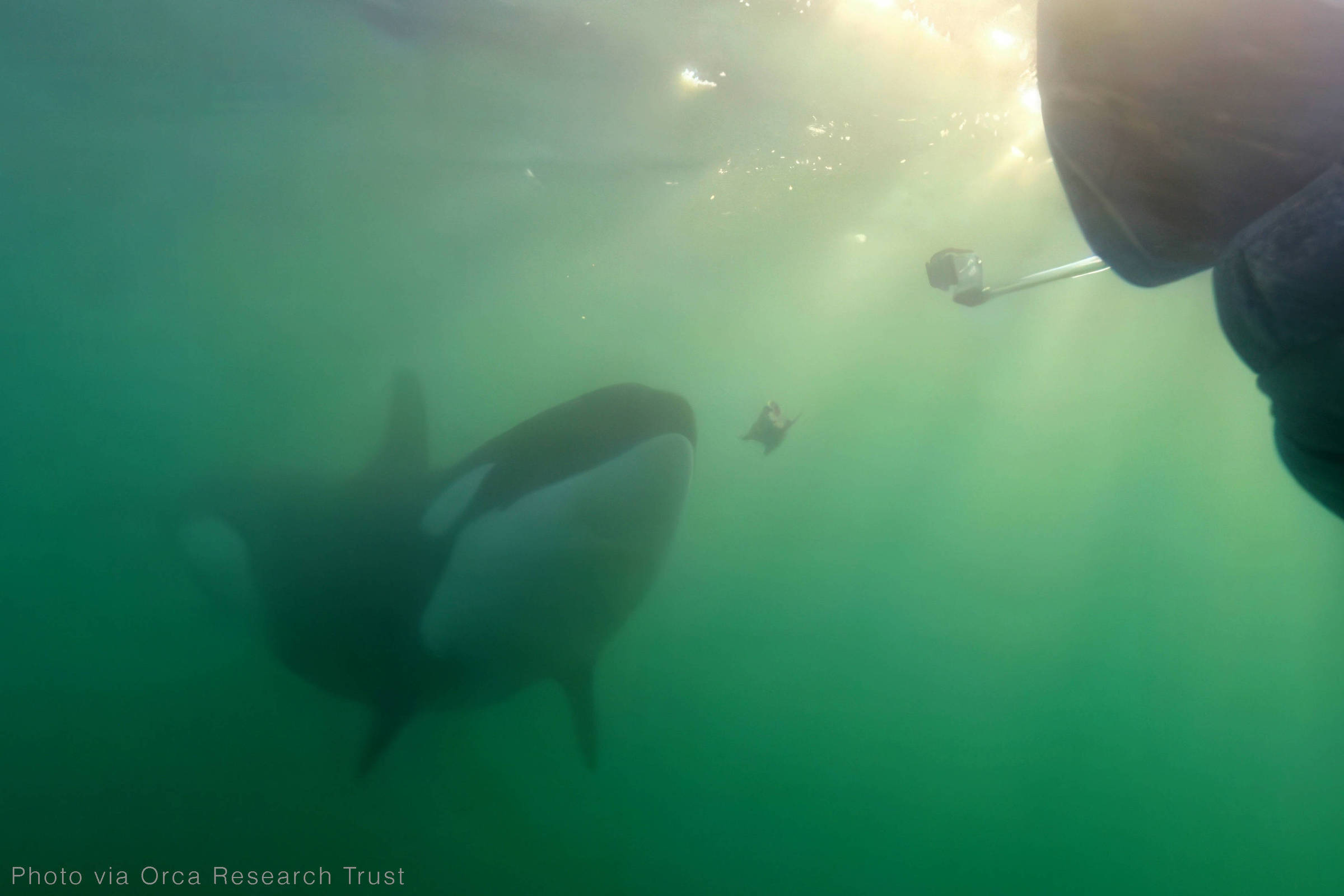 A imagem mostra uma orca submersa em águas verdes, com raios de luz solar penetrando na água. A orca é visível em um ângulo lateral, destacando sua coloração preta e branca. No canto direito da imagem, há um objeto que parece ser um equipamento de filmagem ou um dispositivo de pesquisa.