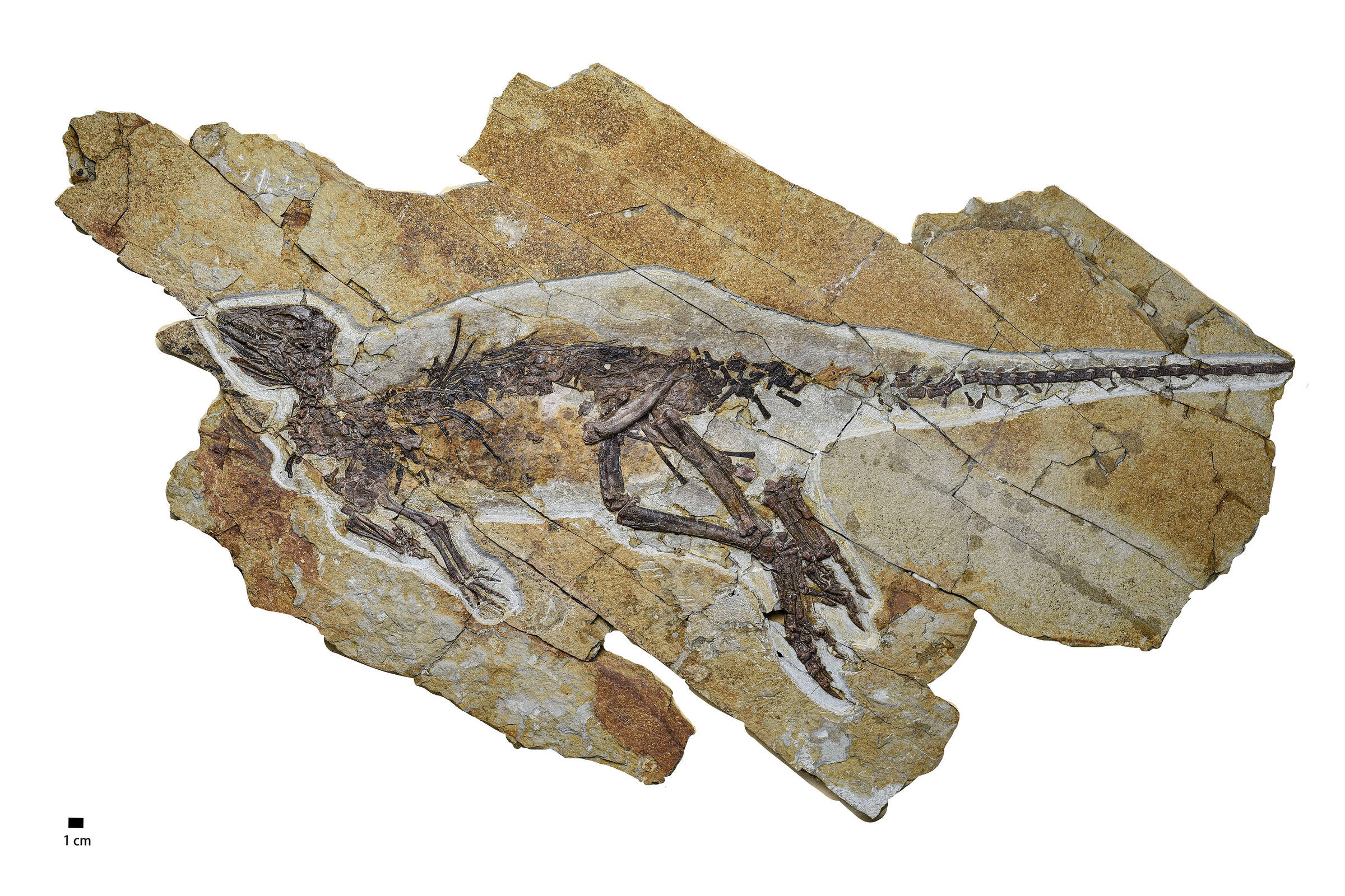 A imagem mostra um fóssil de dinossauro bem preservado, com a estrutura óssea visível. O fóssil está em uma rocha de cor clara, e a posição do dinossauro sugere que ele estava em uma pose de descanso ou morte. A escala na parte inferior esquerda indica que o fóssil mede cerca de 1 centímetro.