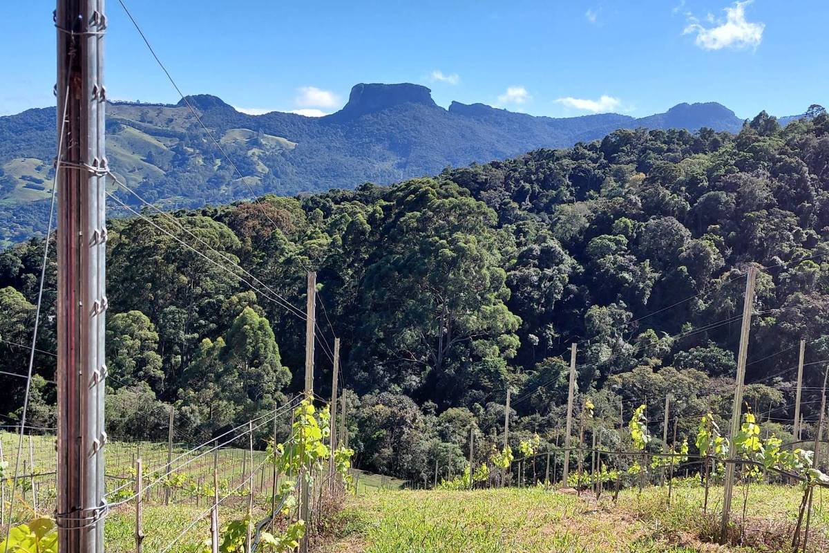 vinhedo com a pedra do baú ao fundo