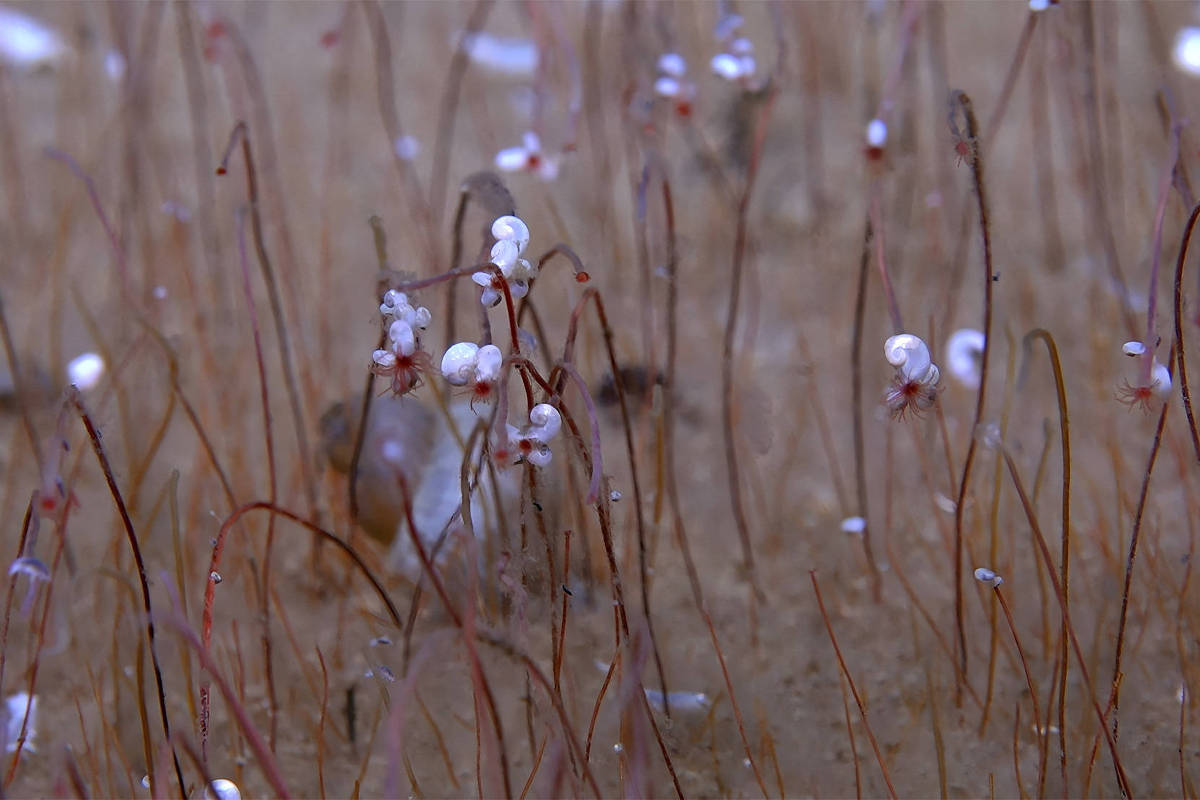 A imagem mostra um campo de vermes pequenos com hastes finas e longas, que se erguem do solo marinho