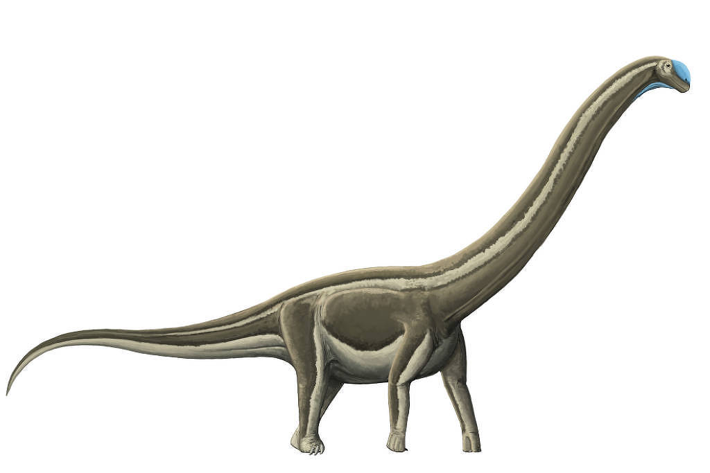 A imagem mostra uma ilustração de um dinossauro herbívoro com um longo pescoço e corpo robusto. O dinossauro tem uma coloração predominantemente cinza, com detalhes em azul na cabeça. Sua cauda é longa e fina, e as patas são grossas e curtas, típicas de grandes dinossauros. O fundo é branco, destacando a figura do dinossauro.