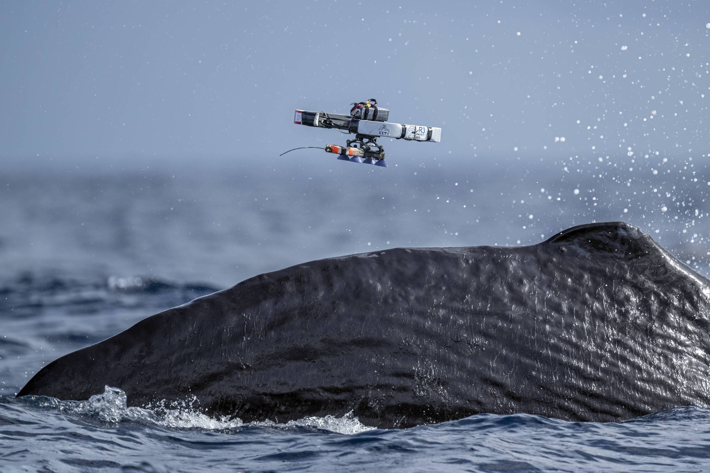 A imagem mostra a parte superior de uma baleia, com a pele visível e texturizada, emergindo da água. Acima da baleia, um drone está flutuando, equipado com câmeras e sensores. O fundo é composto por um céu claro e água azul, com algumas gotas de água sendo levantadas pela movimentação da baleia.
