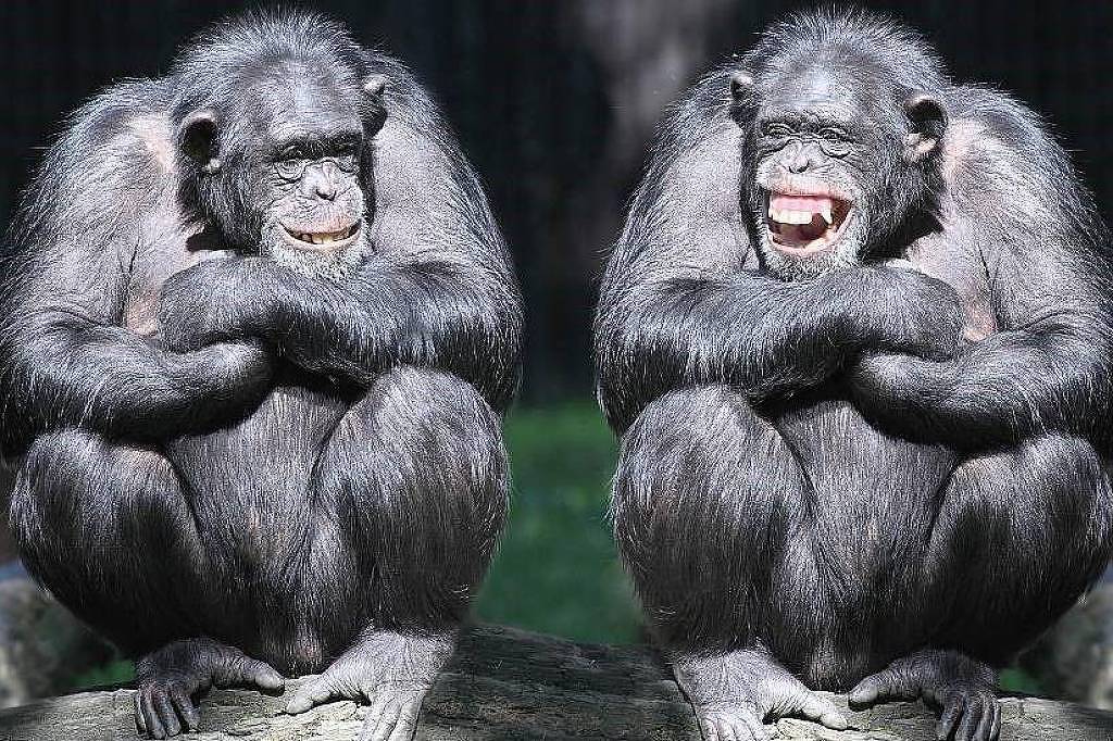 A imagem mostra dois chimpanzés sentados em uma posição semelhante, com os braços cruzados sobre os joelhos. Ambos têm pelagem escura e expressões faciais que parecem sorridentes. O fundo é desfocado. A luz do sol ilumina os chimpanzés, destacando seus traços.