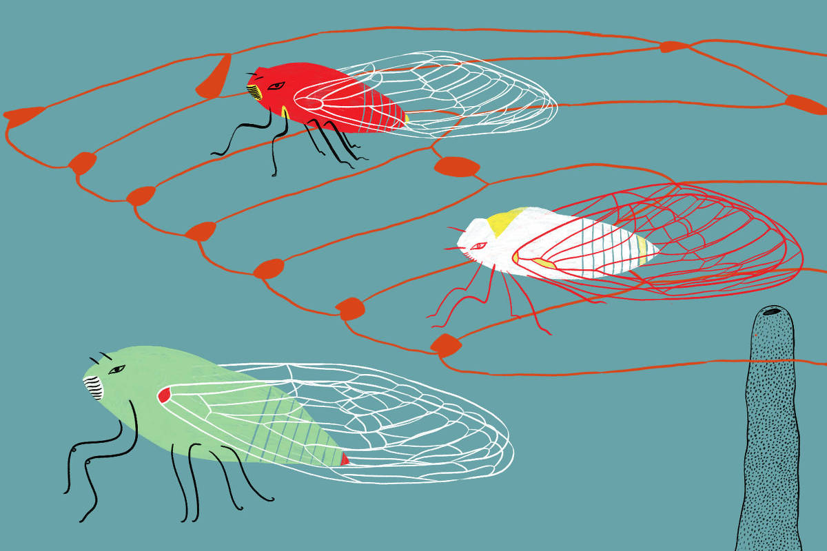 A imagem apresenta uma ilustração estilizada de três cigarras em diferentes cores: uma vermelha, uma verde e uma branca com detalhes amarelos. As cigarras têm asas transparentes e estão dispostas sobre um fundo azul. Linhas onduladas em vermelho conectam as cigarras, e há um elemento vertical à direita que parece ser uma planta ou um objeto semelhante.
