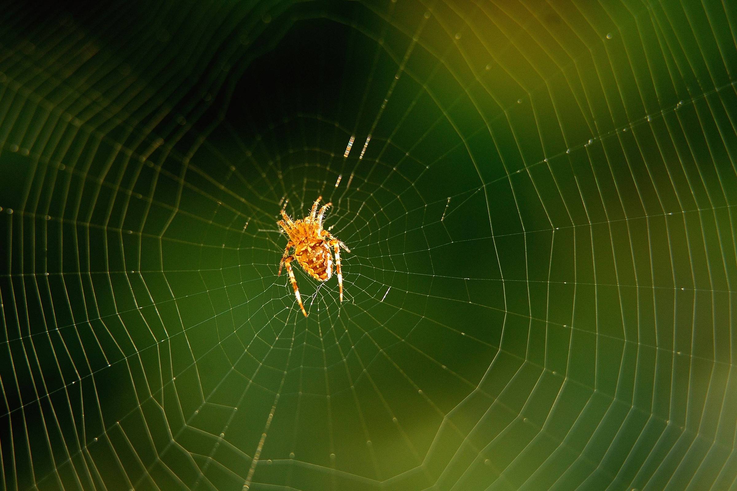 A imagem mostra uma aranha de cor laranjaposicionada no centro de uma teia. A teia é composta por fios finos e bem definidos, formando um padrão circular. O fundo da imagem é desfocado, apresentando tons de verde, o que destaca a aranha e a teia.