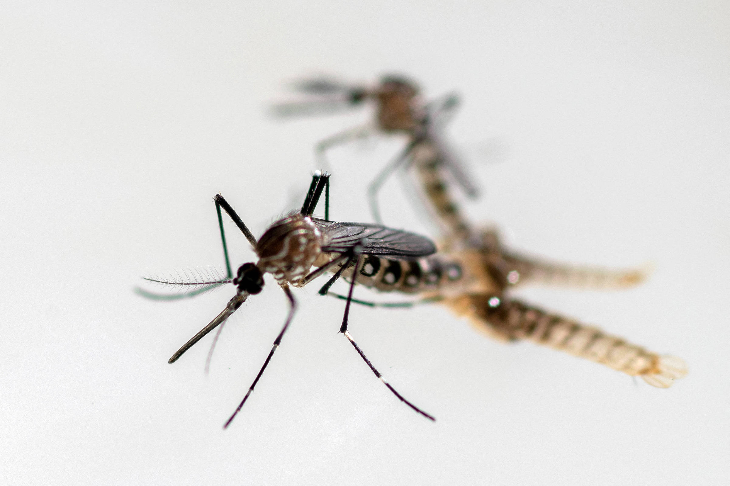 Aedes aegypti virou praga global por causa da escravidão - 22/09/2025 - Ciência
