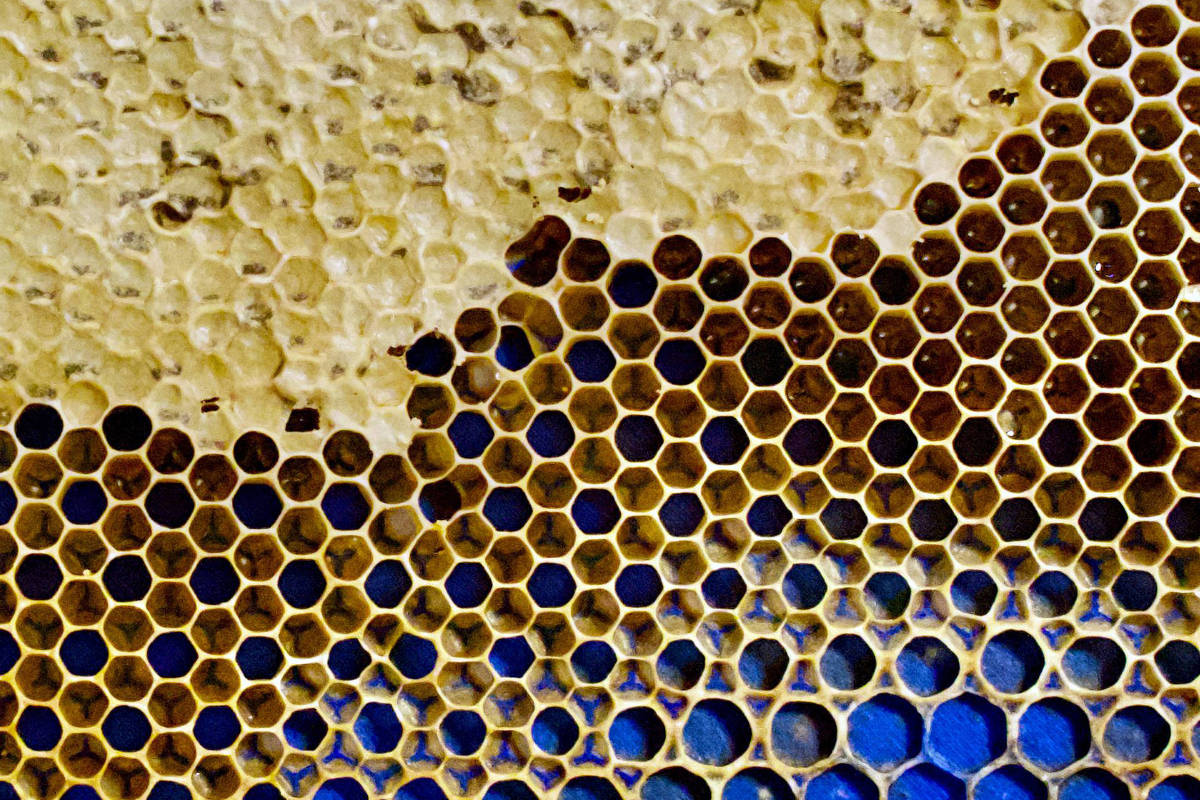 Como abelhas constroem colmeias em qualquer lugar - 02/09/2025 - Ciência