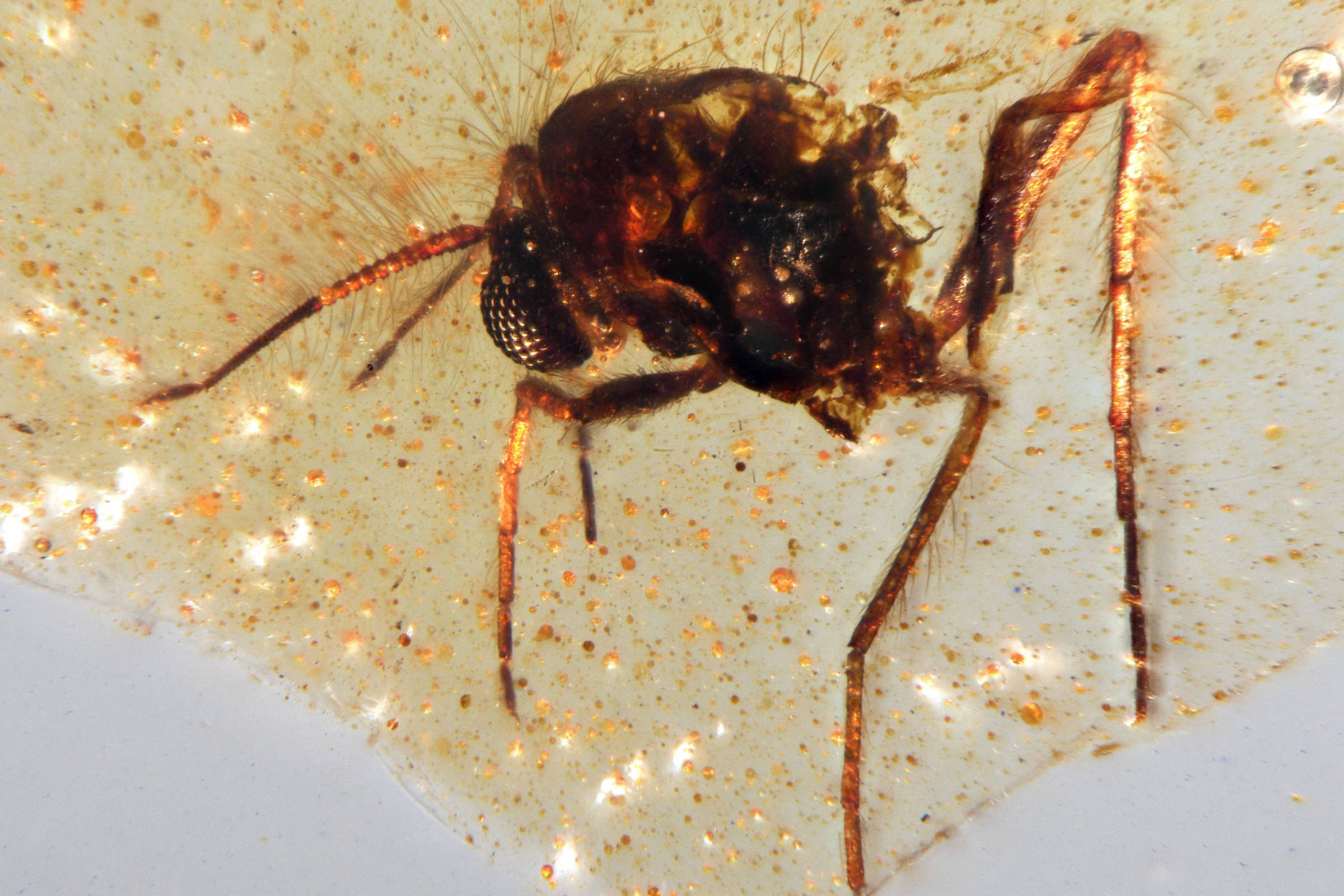 A imagem mostra um inseto fossilizado em âmbar. O inseto possui corpo escuro e é visível em detalhes, incluindo suas pernas e antenas. O âmbar é de cor dourada e apresenta pequenas bolhas e partículas, criando um efeito visual interessante. Na parte inferior direita da imagem, há uma escala que indica 0,2 mm.