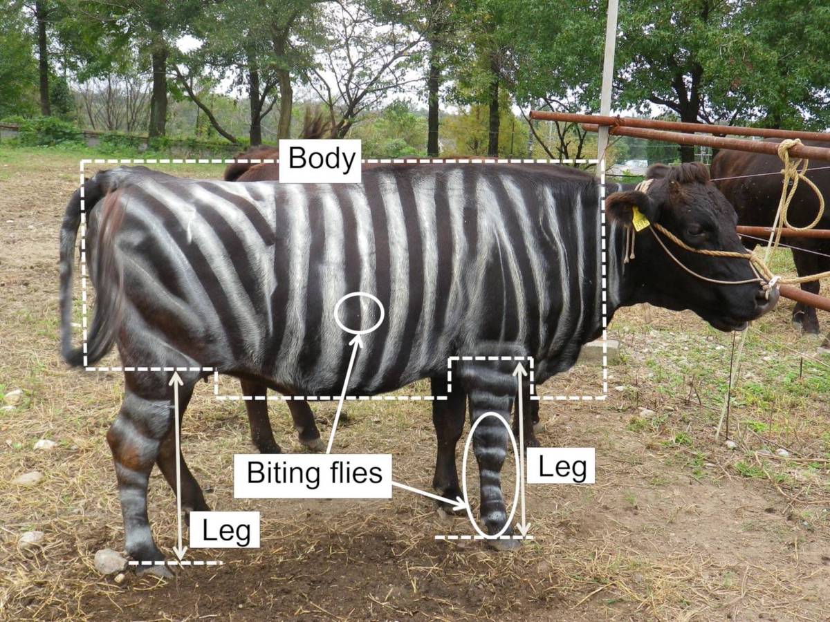 A imagem mostra uma vaca em um ambiente rural, com marcas brancas em seu corpo que imitam listras. As partes do corpo da vaca estão rotuladas, incluindo