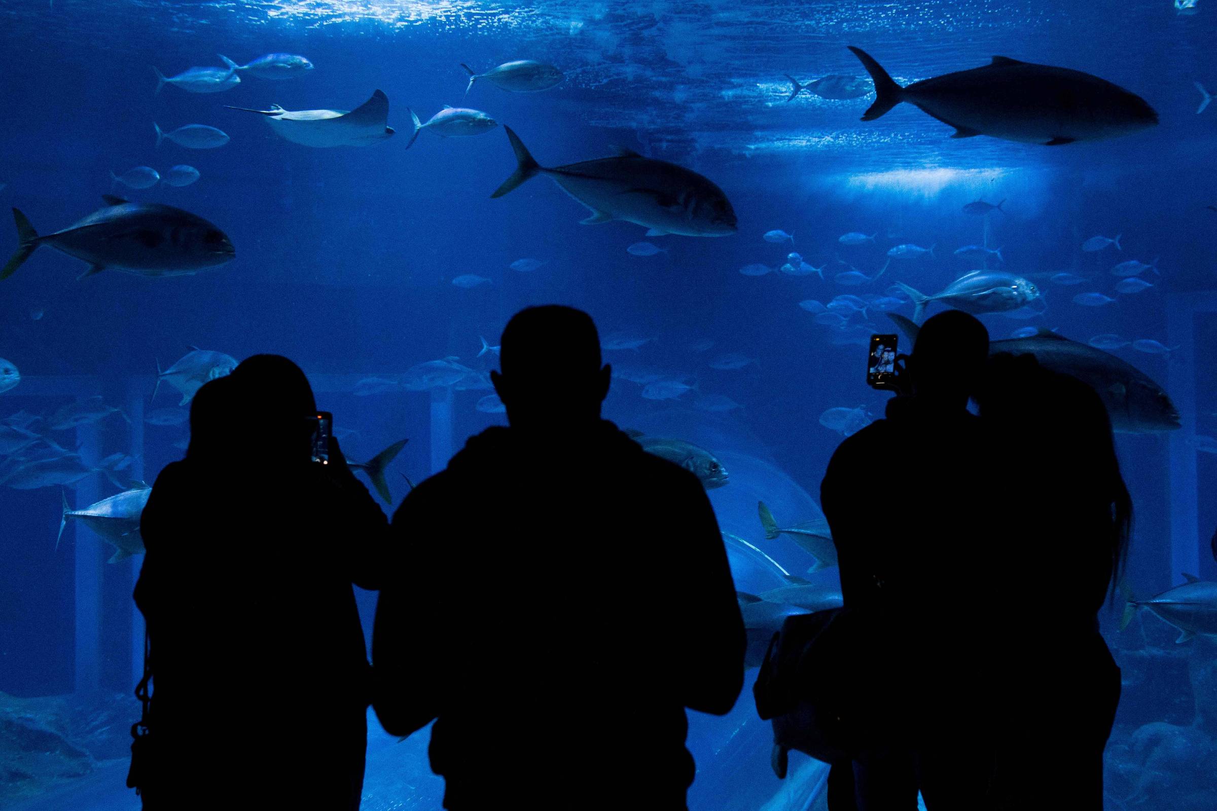 A imagem mostra a silhueta de várias pessoas observando um aquário. Elas estão em frente a um grande tanque de água azul, onde nadam diversos peixes, incluindo espécies maiores. A iluminação é suave, criando um ambiente tranquilo e subaquático.