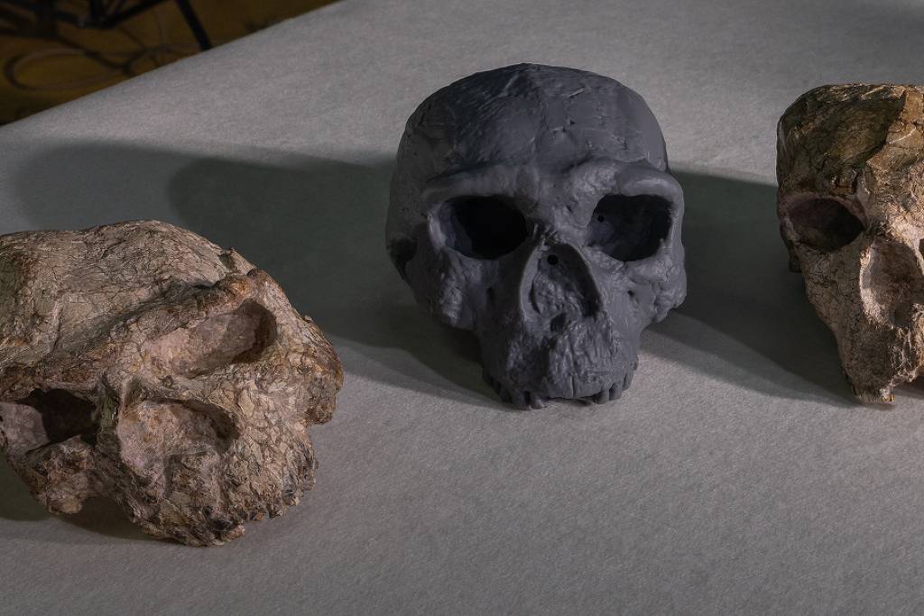 Três crânios fósseis dispostos lado a lado sobre uma superfície cinza. O crânio central é escuro e parece uma réplica, enquanto os dois laterais são mais claros e apresentam textura rochosa, indicando fósseis originais. A iluminação destaca as cavidades oculares e nasais de cada crânio.