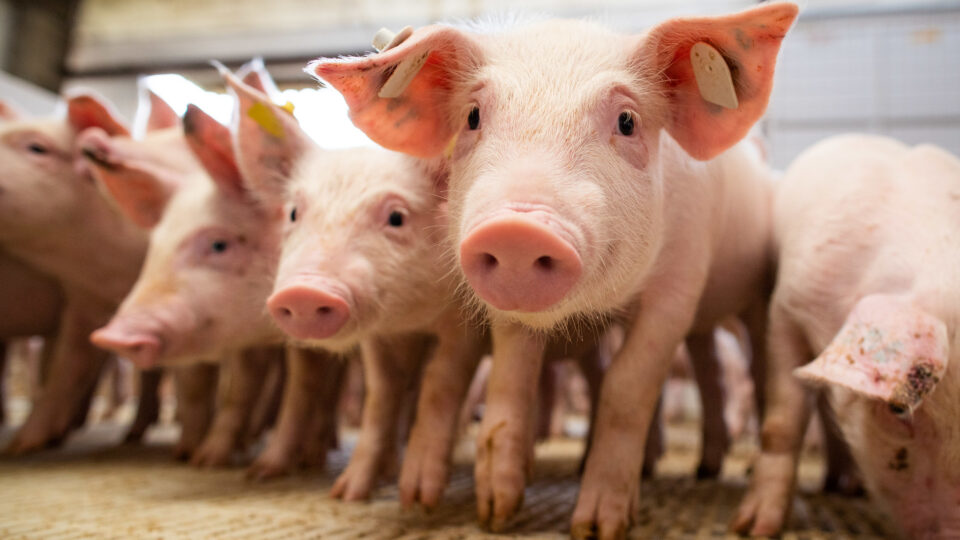 Suinocultura: bem-estar animal Impulsiona produtividade
