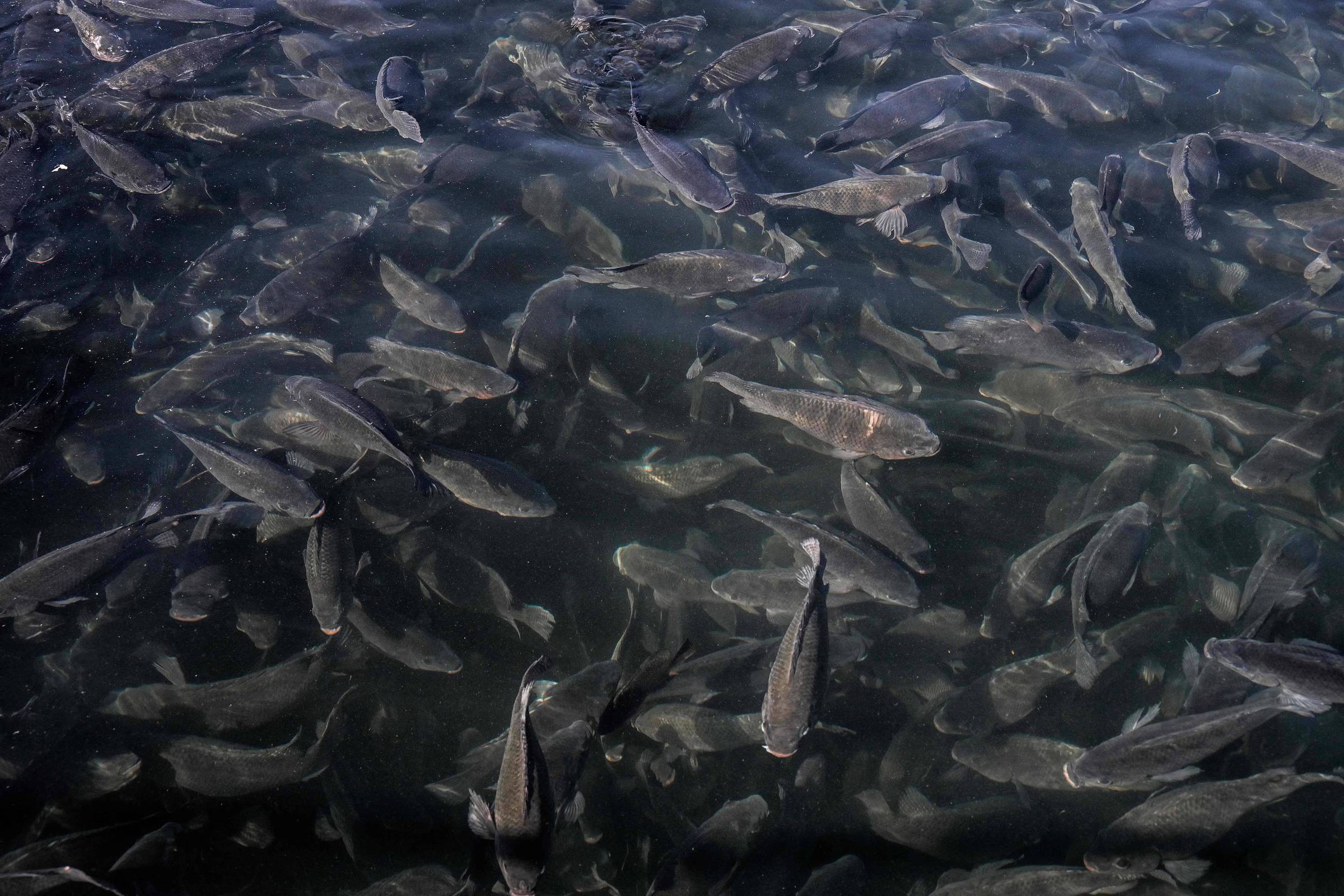 A imagem mostra um grande cardume de peixes nadando em águas escuras. Os peixes são predominantemente de cor cinza e estão dispersos em várias direções, criando um efeito visual dinâmico. A luz reflete na superfície da água, destacando a movimentação dos peixes.
