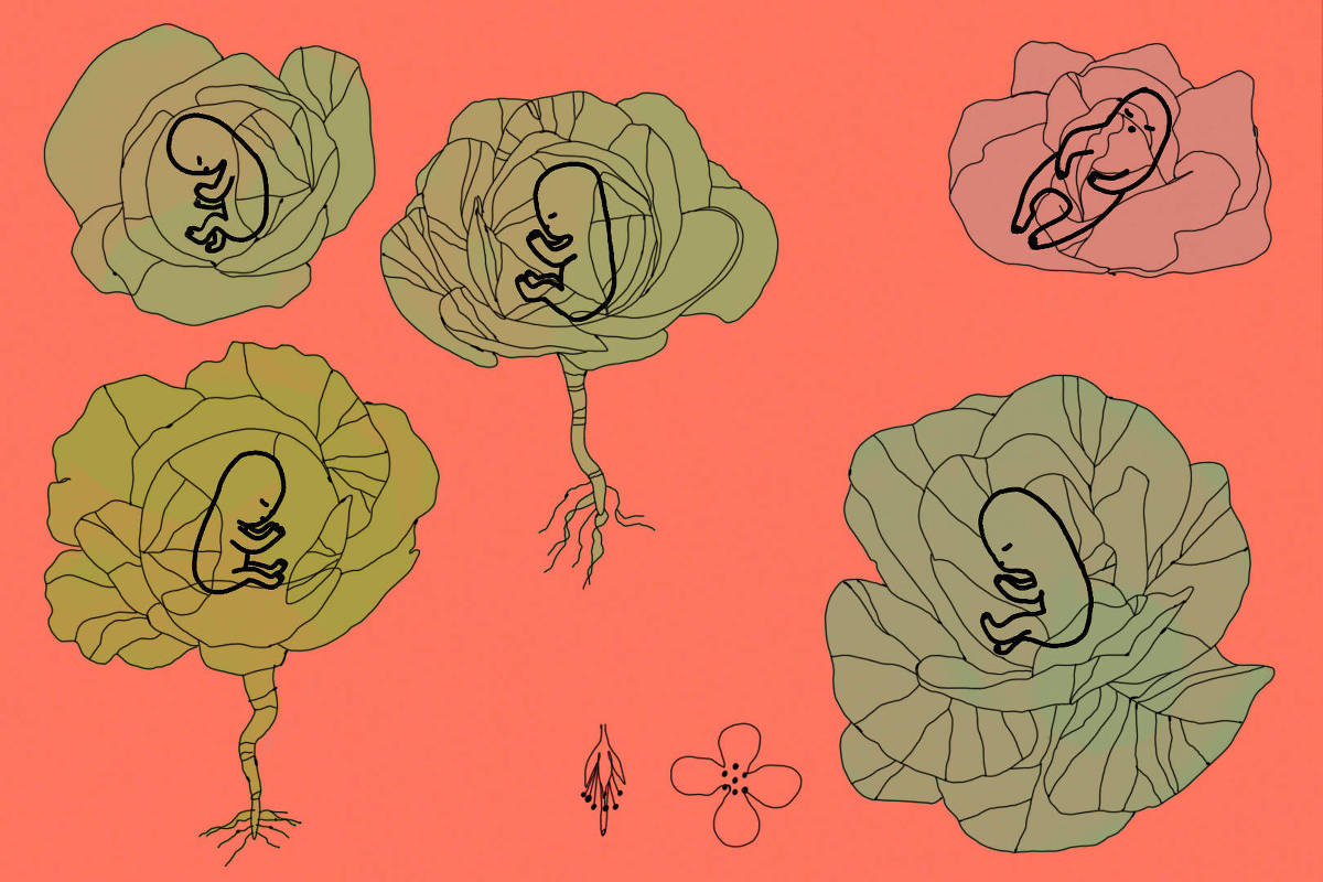 Cinco embriões desenhados em linhas pretas estão posicionados dentro de flores verdes e rosas, com algumas flores mostrando raízes. Ao centro, há desenhos pequenos de uma flor e uma semente. Fundo laranja uniforme.