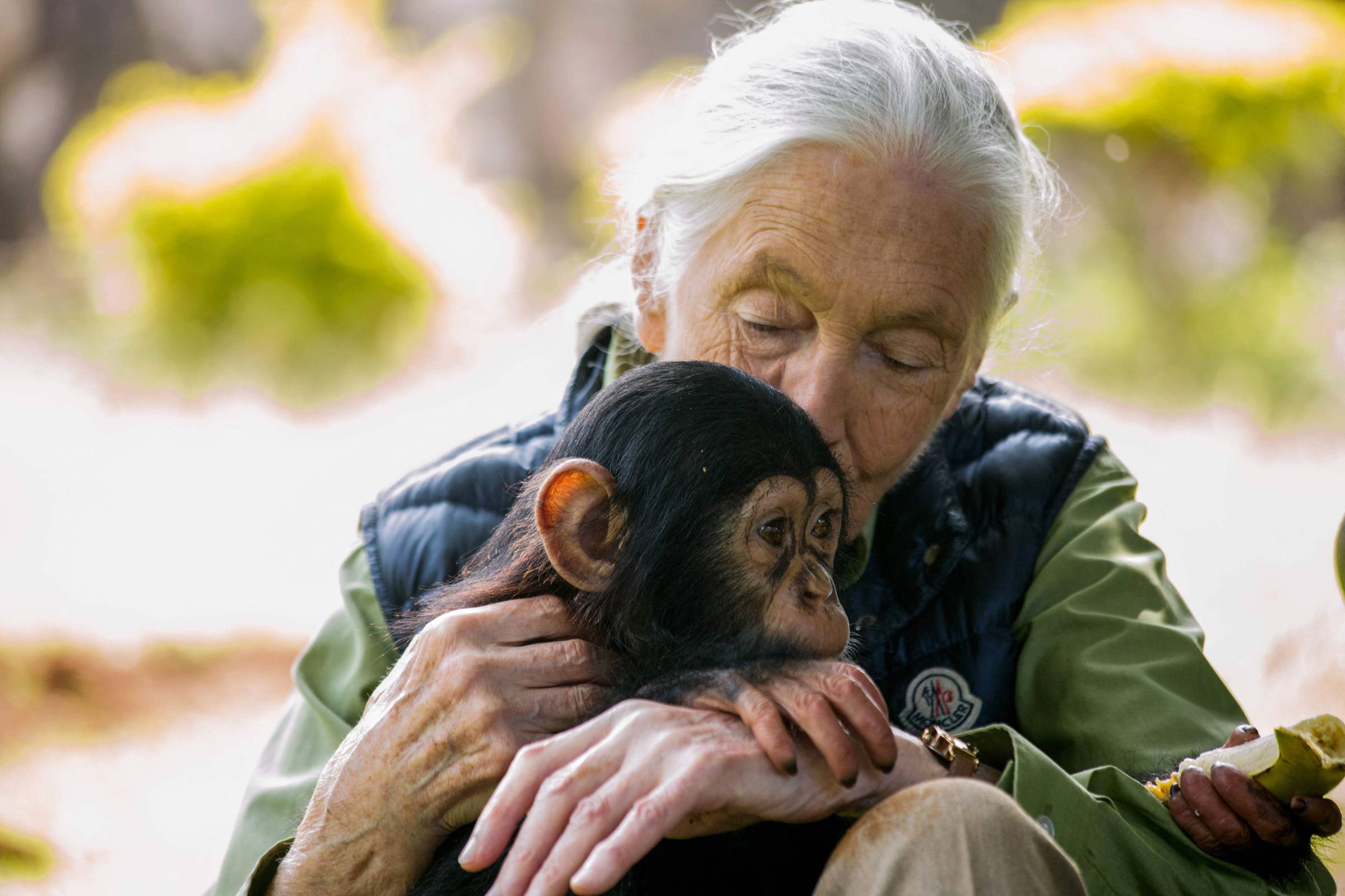 Mulher idosa com cabelo branco preso abraça um chimpanzé jovem, segurando-o próximo ao peito. Ela veste colete preto sobre camisa verde e está sentada em ambiente externo com fundo desfocado de vegetação.