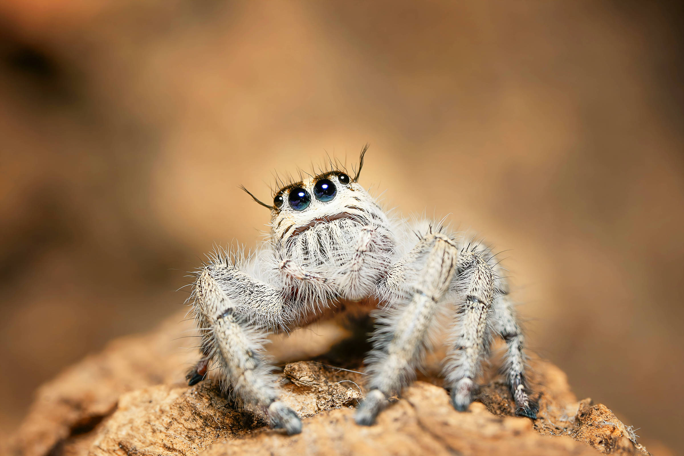 Aranha saltadora branca com pelos finos e olhos grandes e pretos, posicionada sobre uma pedra marrom desfocada ao fundo.