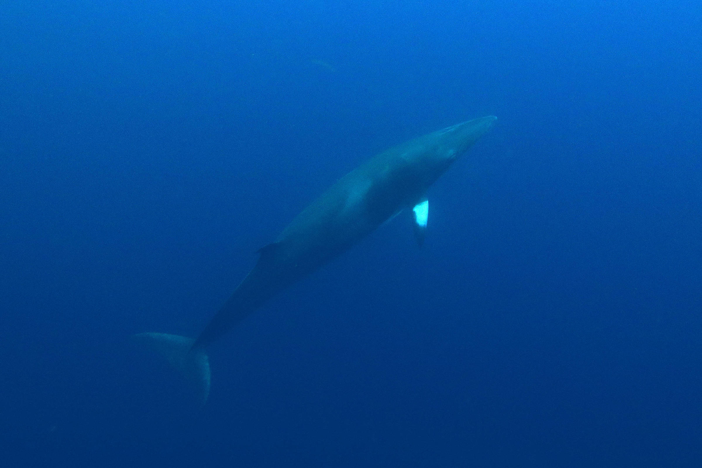 Baleia solitária vista de lado nadando em águas profundas e azuis do oceano. A luz destaca a nadadeira branca próxima ao corpo.