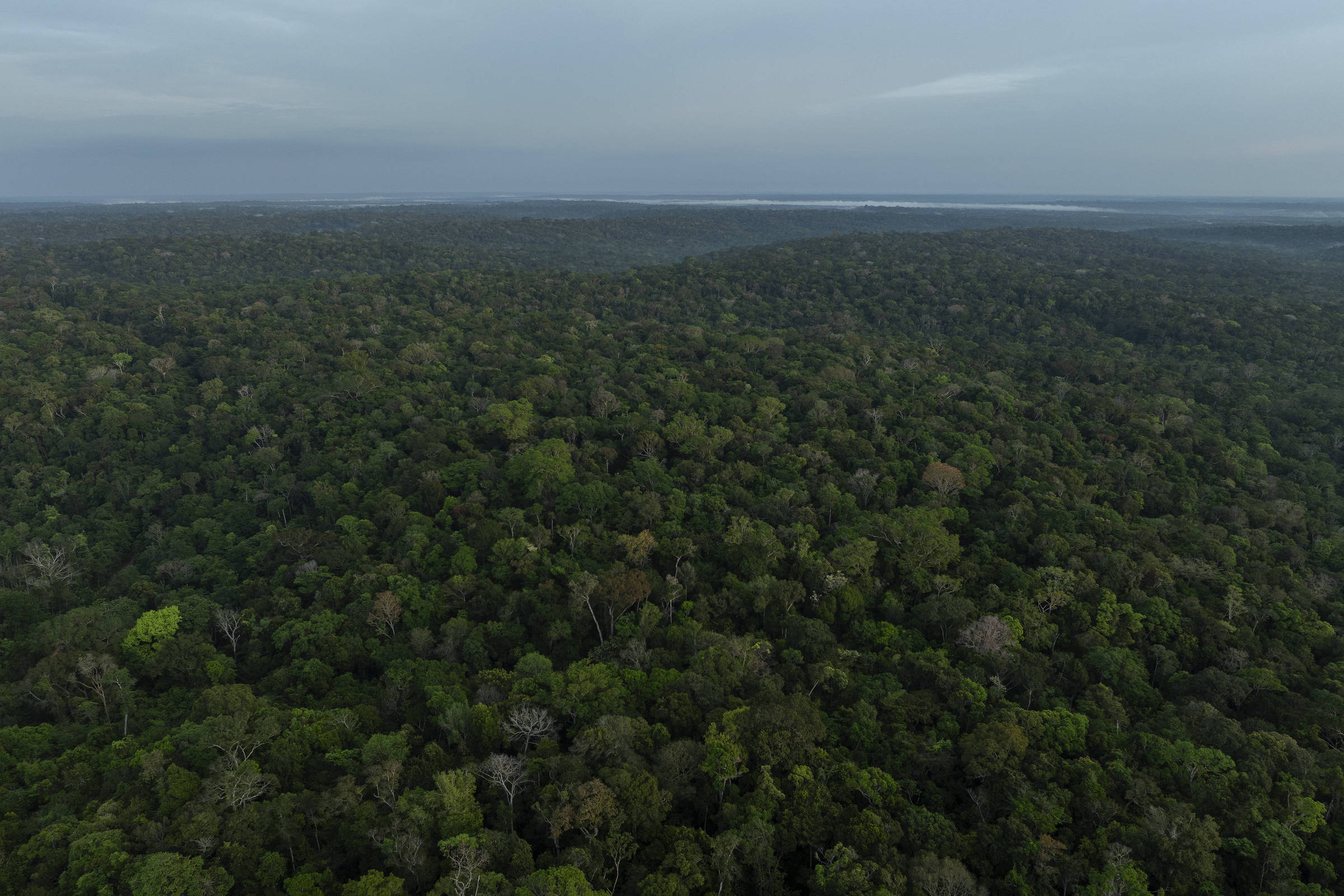 Extensa área de floresta densa com árvores verdes e copas variadas se estende até o horizonte sob um céu cinza e nublado.