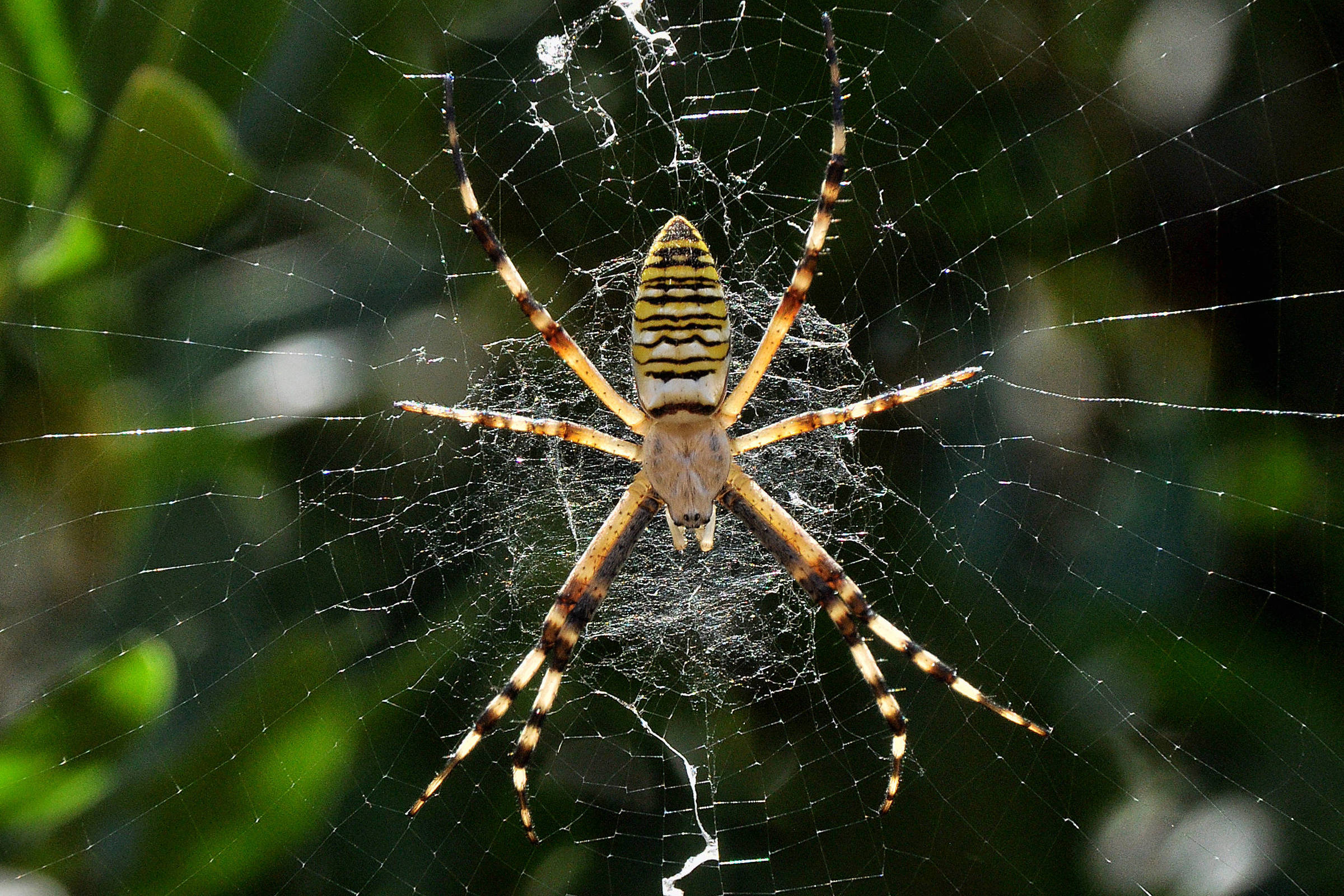 Por que aranhas decoram suas teias - 02/11/2025 - Ciência