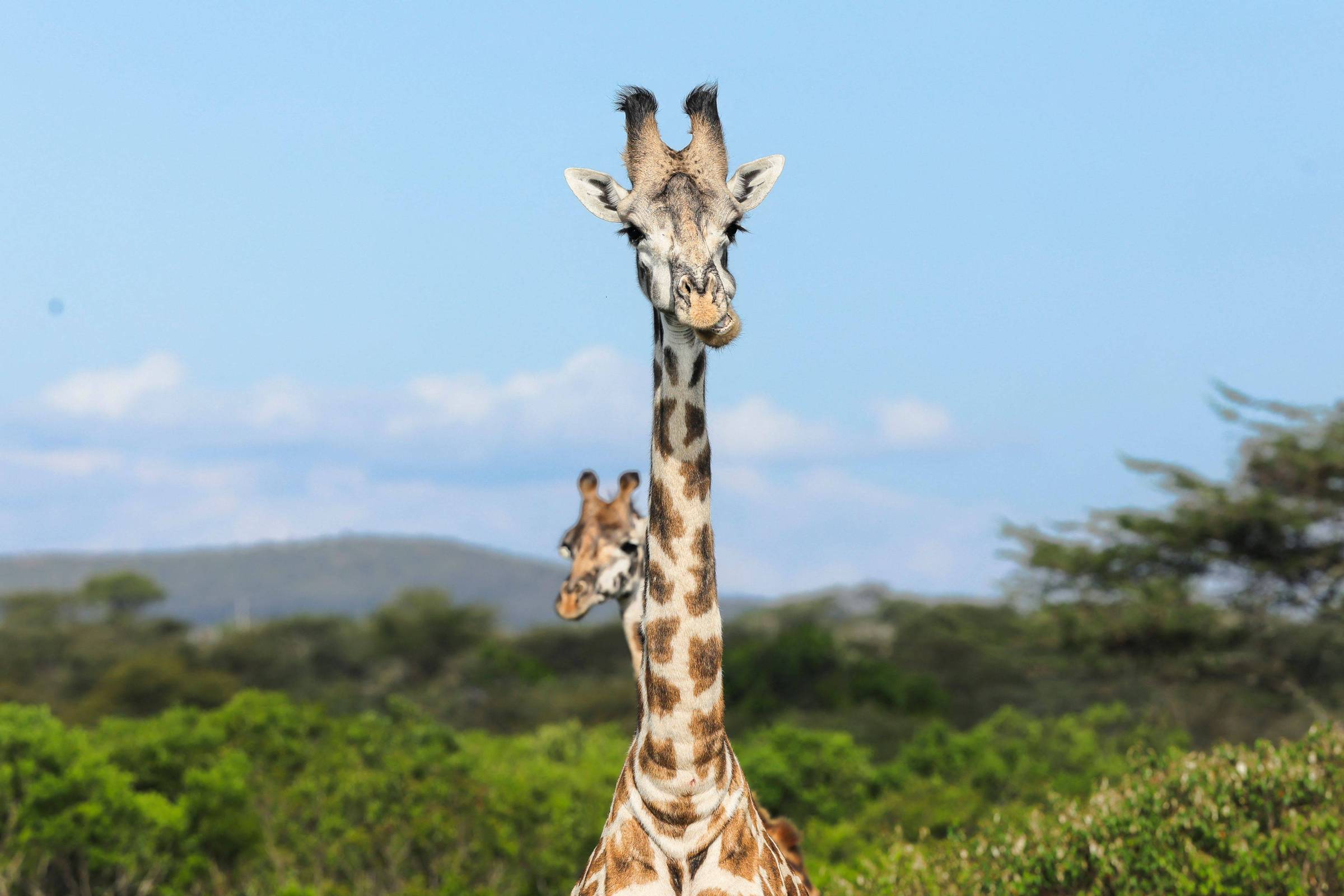 Duas girafas em pé em área verde com arbustos e árvores ao fundo. Uma girafa está em primeiro plano, olhando para frente, e a outra aparece parcialmente atrás dela. Céu azul claro com poucas nuvens e colinas ao fundo.