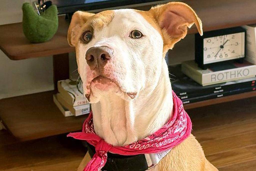Cachorro branco com manchas marrons usa bandana vermelha no pescoço, sentado em frente a estante de madeira com livros e relógio.