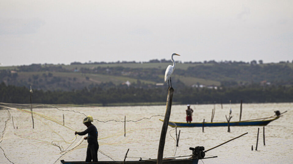 Governo inclui tilápia em lista de espécies invasoras