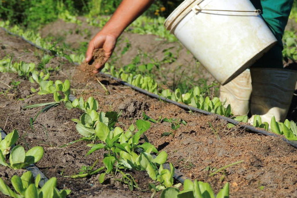 Homem segura um balde e faz aplicação de adubo orgânico em hortaliça