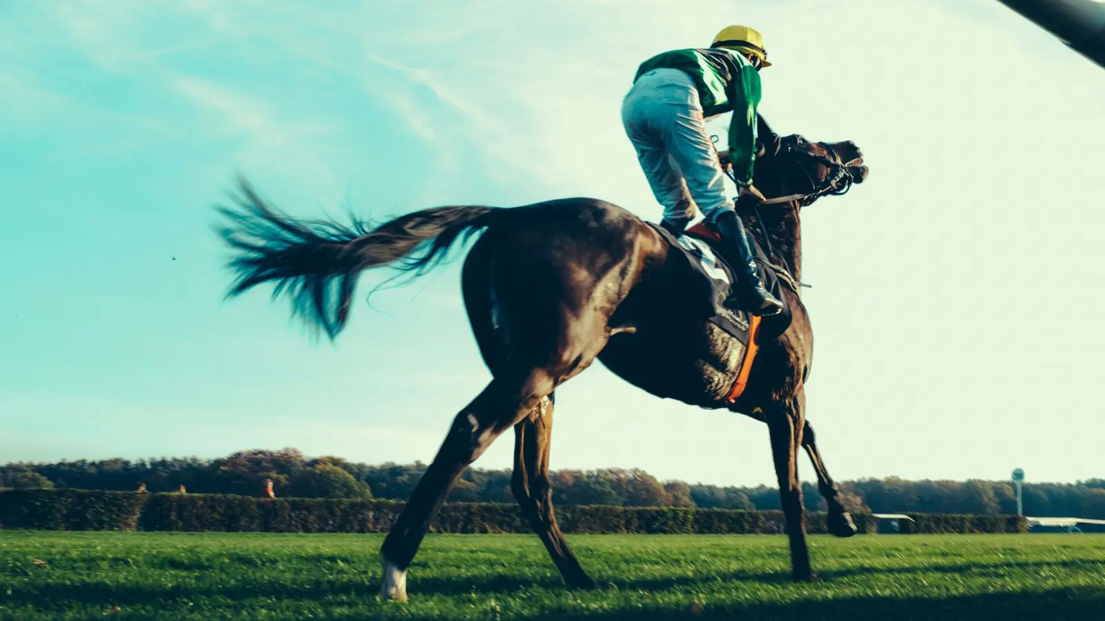 Edição genética de cavalos com a tecnologia CRISPR geram controvérsias.