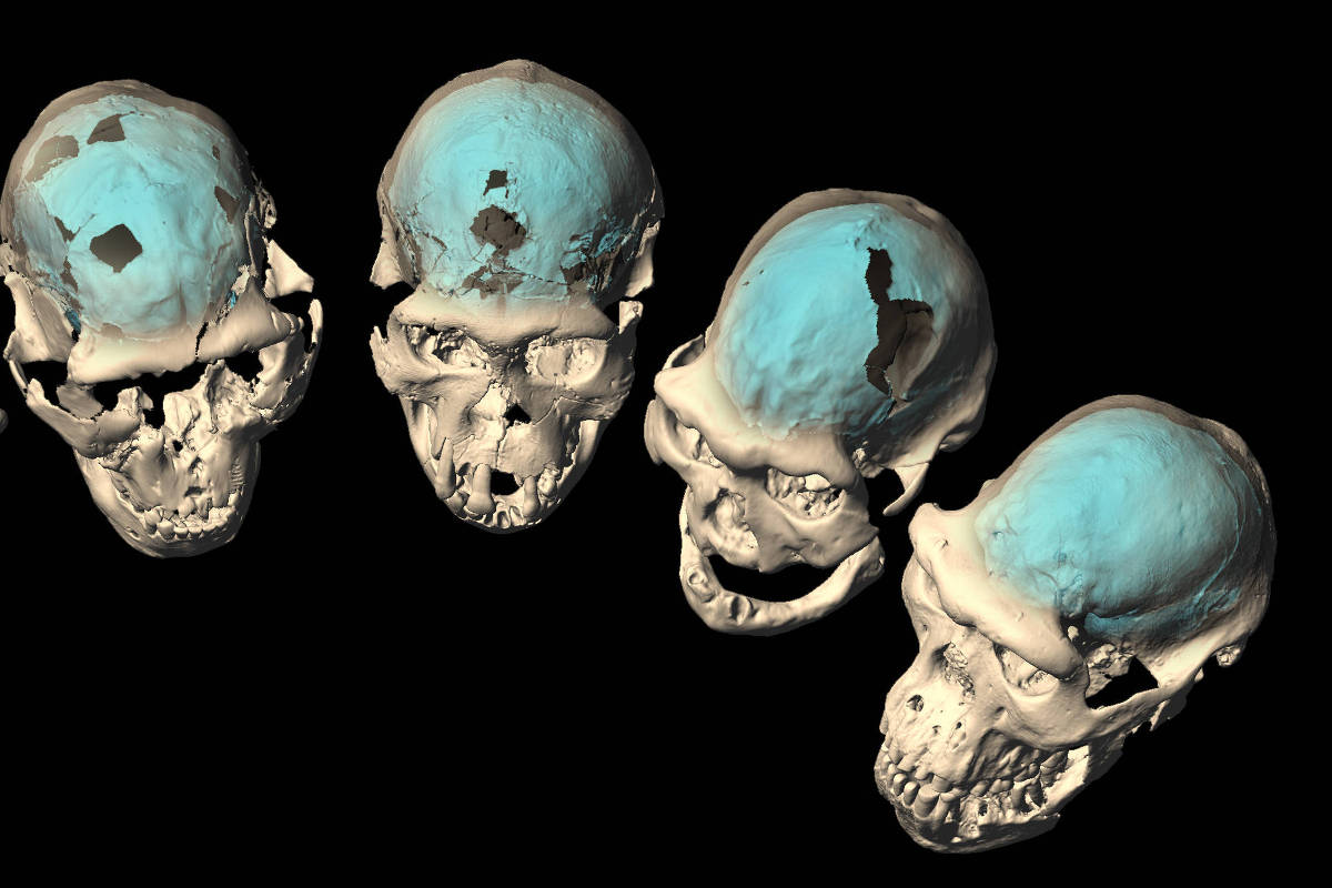 Early Homo skulls from Dmanisi, Georgia (specimens D2280, D2282, D2700, D3444, and D4500) with internal braincase structures revealed by computed tomography and virtual reconstruction.