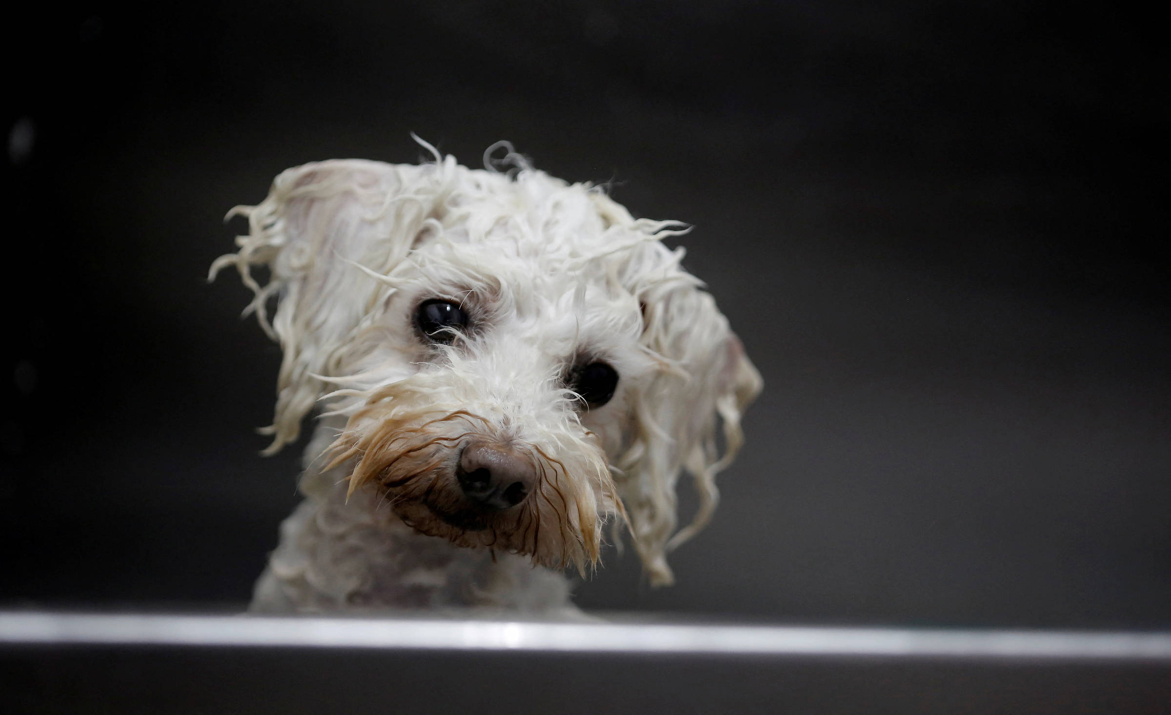 Cachorro pequeno de pelo branco encaracolado inclina a cabeça para o lado, com fundo escuro desfocado.