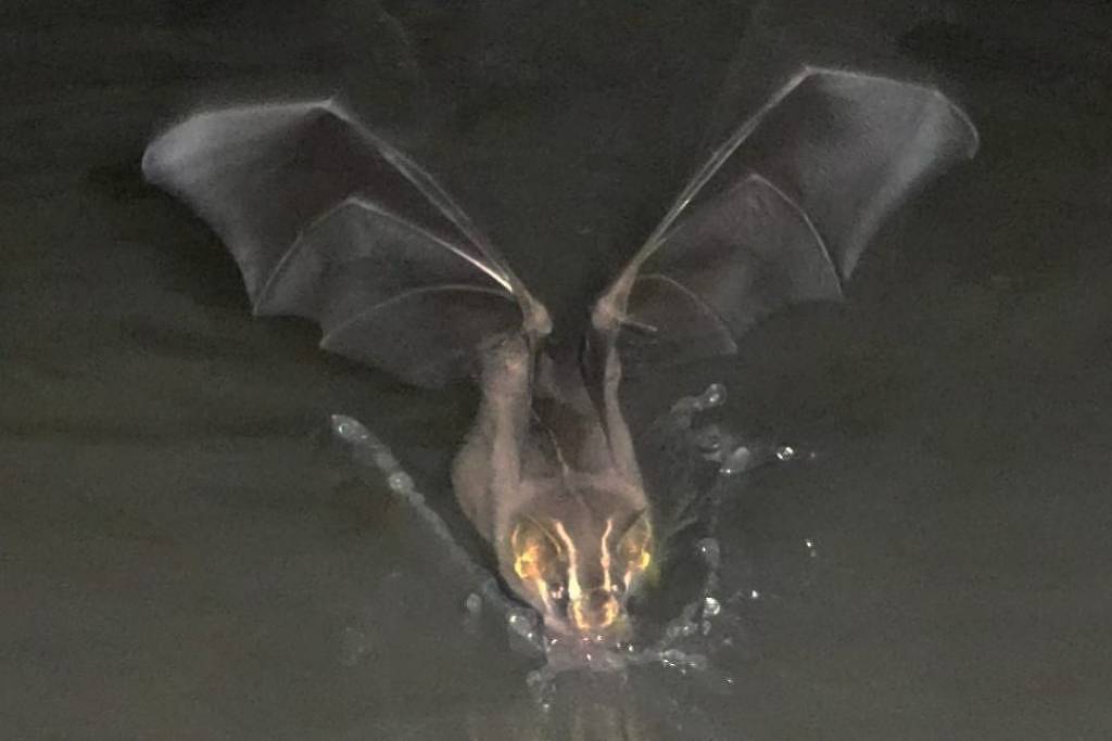 Morcego com asas abertas saindo da superfície da água escura, com gotas ao redor e olhos brilhantes.