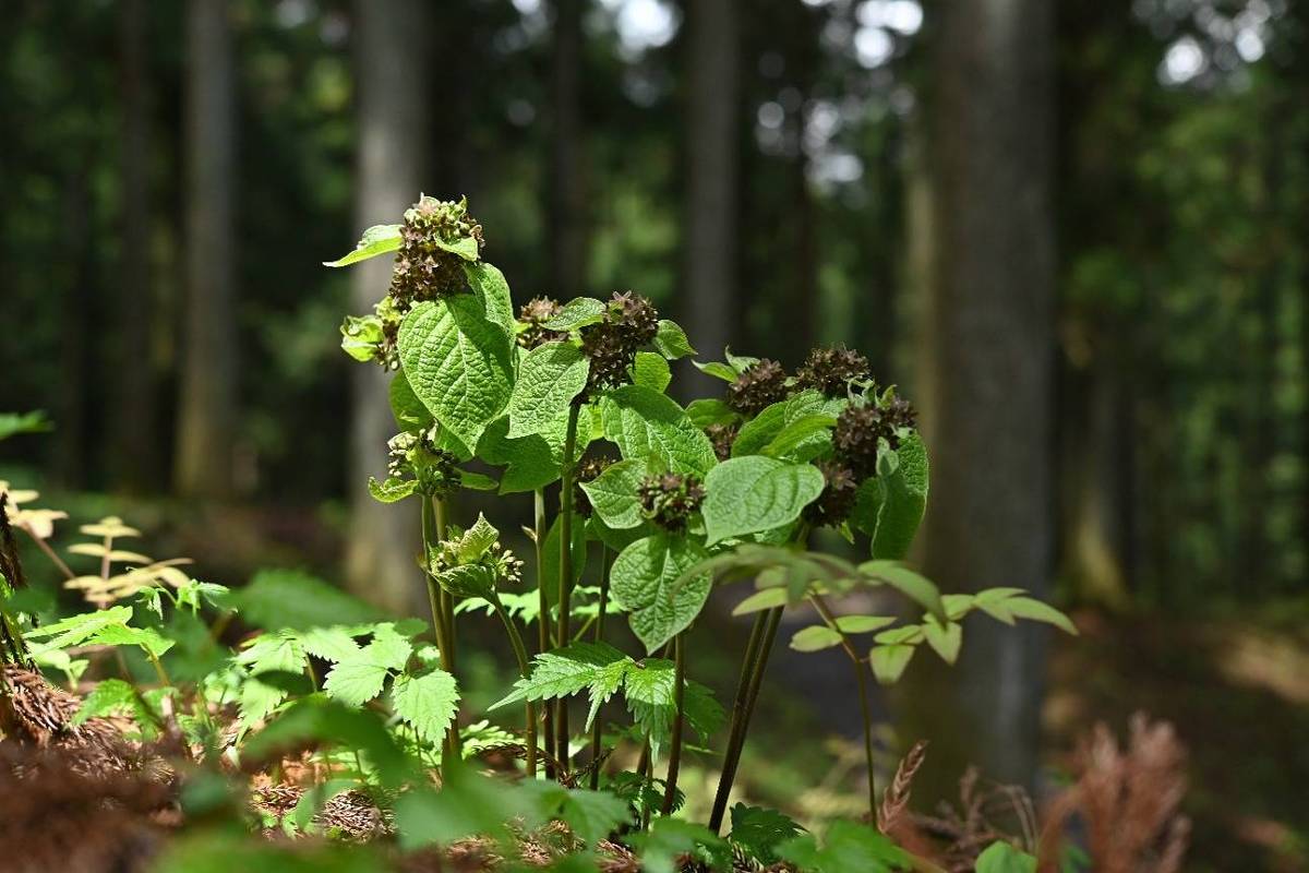 Plantas com folhas verdes e flores secas em primeiro plano, cercadas por vegetação rasteira, em uma floresta com árvores altas ao fundo sob luz natural difusa.