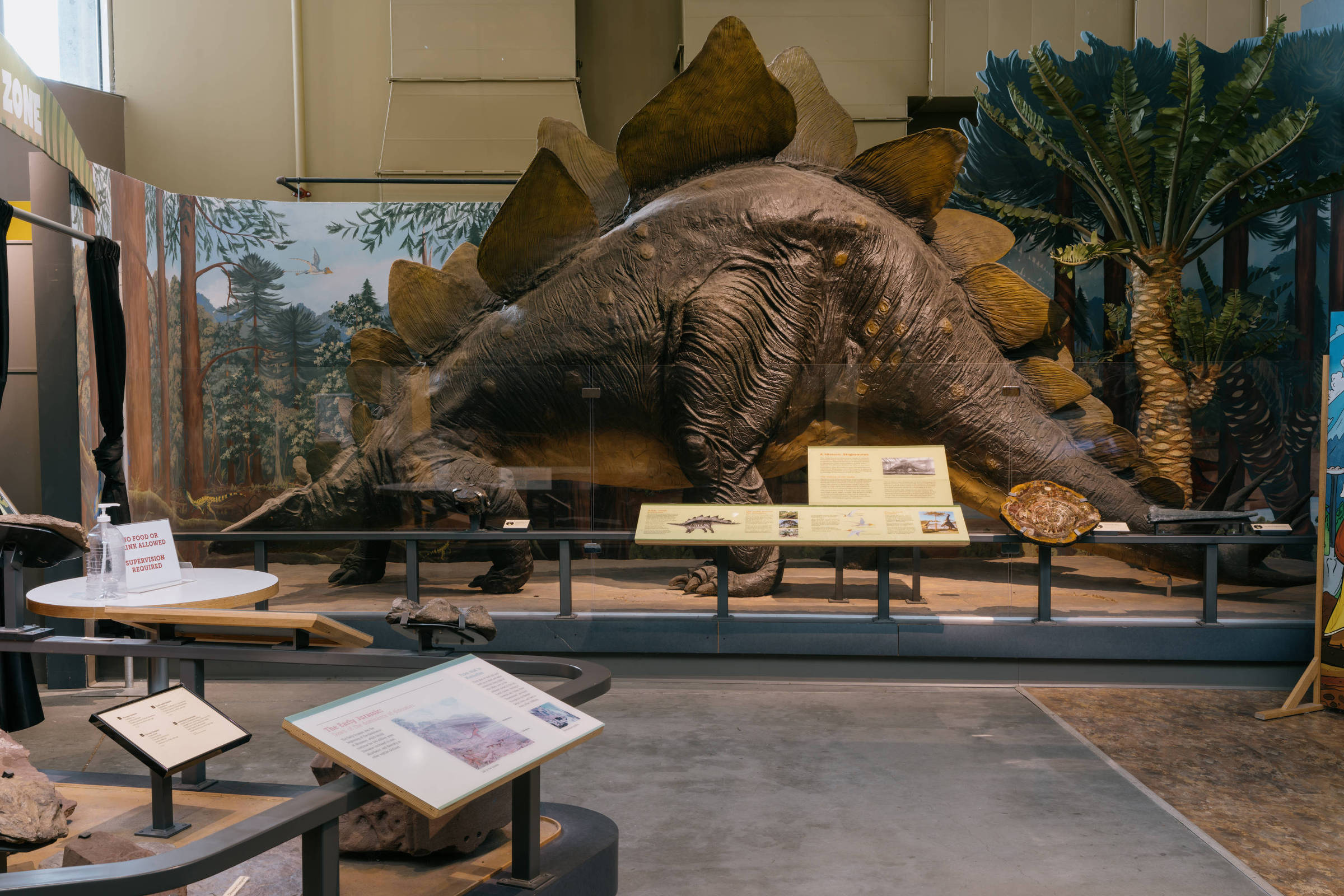 Modelo de dinossauro Stegosaurus em tamanho real exposto em museu, cercado por placas informativas e réplicas de plantas pré-históricas. O ambiente é interno, com iluminação artificial e paredes claras.