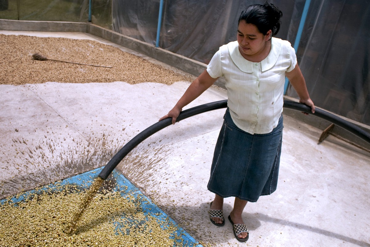 Mulheres começam a romper patriarcado do café na Colômbia | Mundo