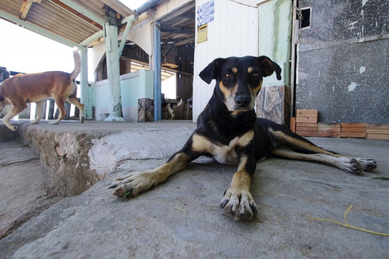 Projeto de lei prevê dedução no IR para doações a ONGs de proteção animal