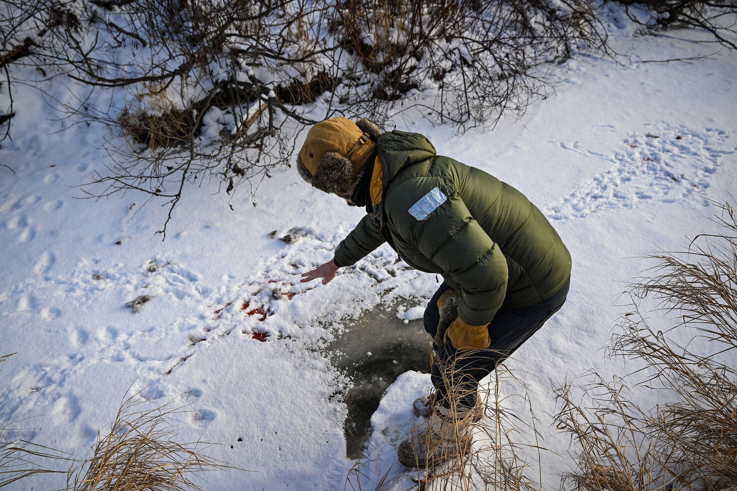 Pessoa agachada com casaco verde, gorro marrom e luvas amarelas toca a neve onde há pegadas e manchas vermelhas, em área coberta de neve com vegetação seca ao redor.