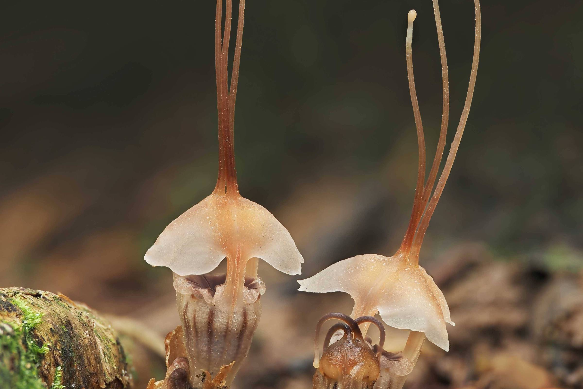 Parasita, planta rouba sua energia e nutrientes de fungos - 09/01/2026 - Ciência