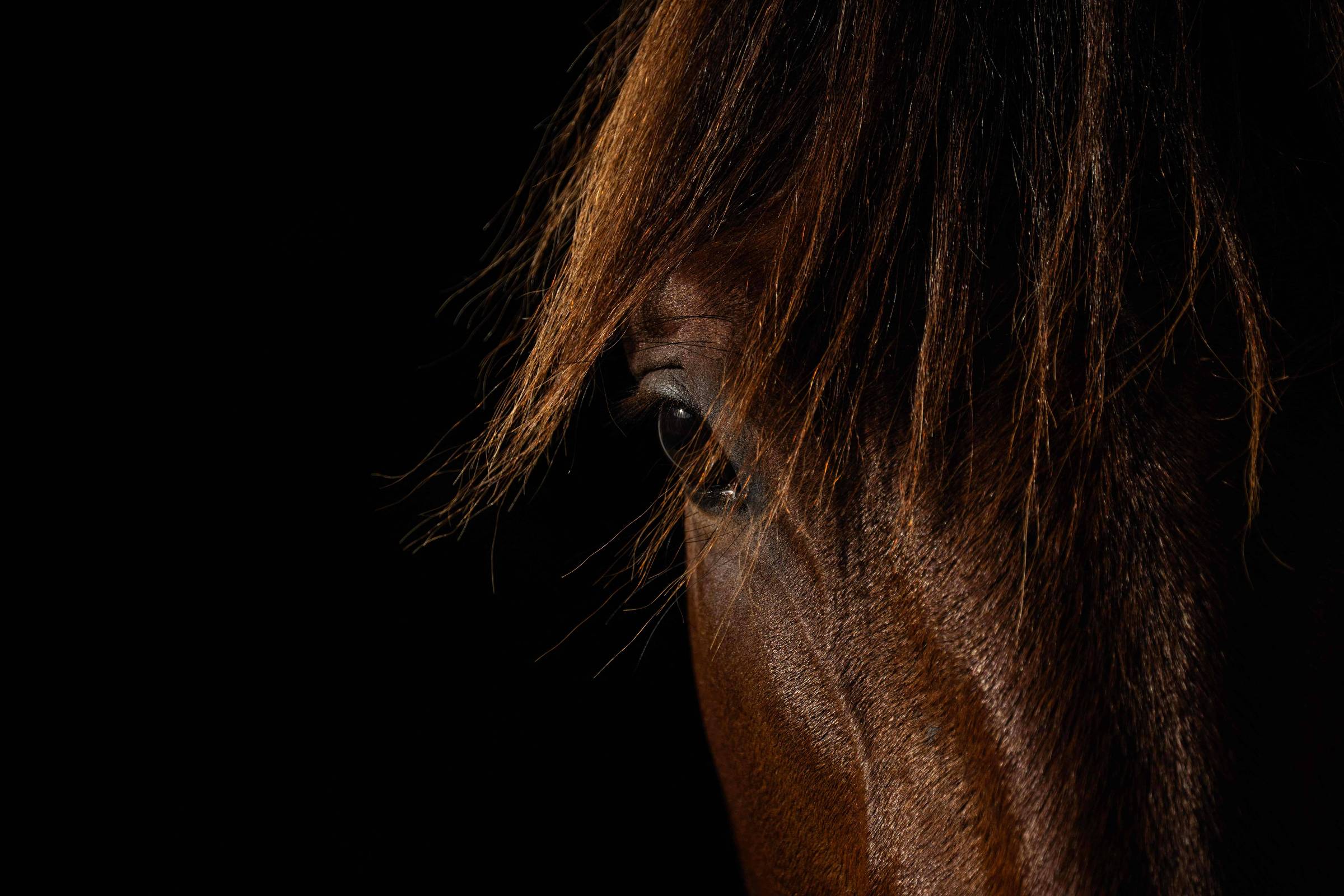 Close-up mostra o olho esquerdo e parte do rosto de um cavalo marrom com crina sobre a testa, fundo preto.