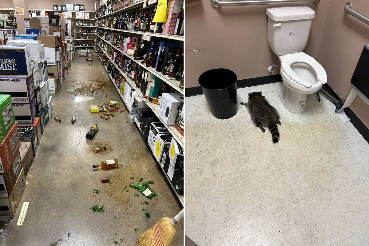 Corredor de loja com garrafas de bebidas quebradas e líquido espalhado no chão entre prateleiras. Banheiro com vaso sanitário, lixeira preta e guaxinim no chão próximo ao vaso.