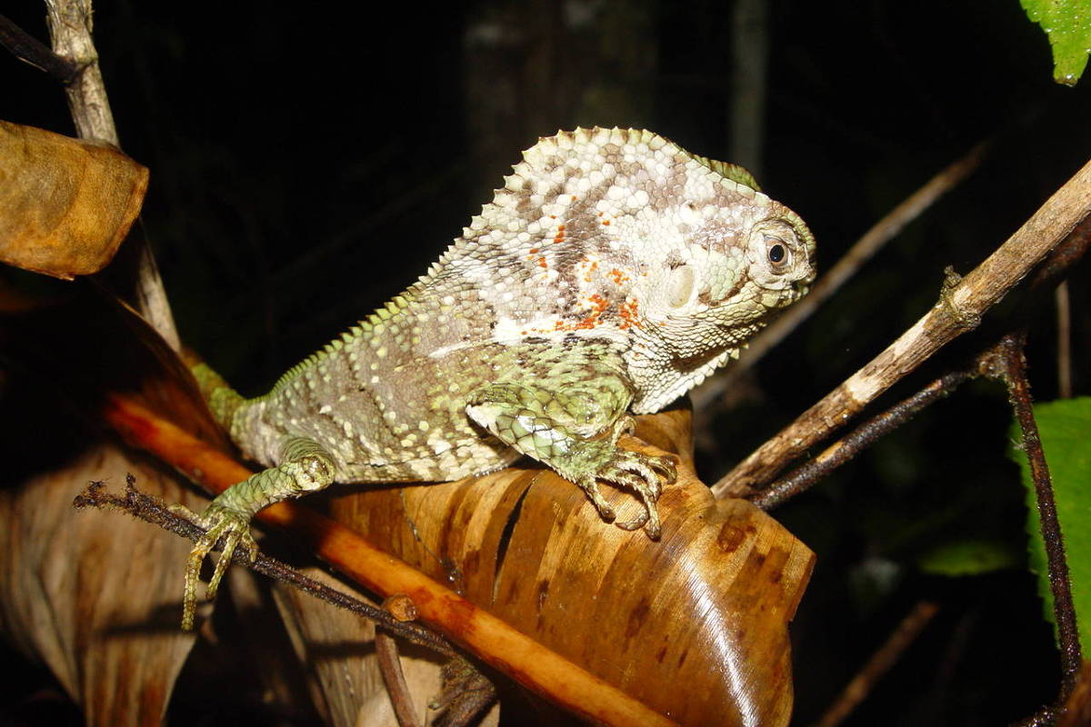 Lagarto com pele rugosa e manchas brancas e verdes está posicionado em galho seco em ambiente escuro, com folhas secas ao redor.